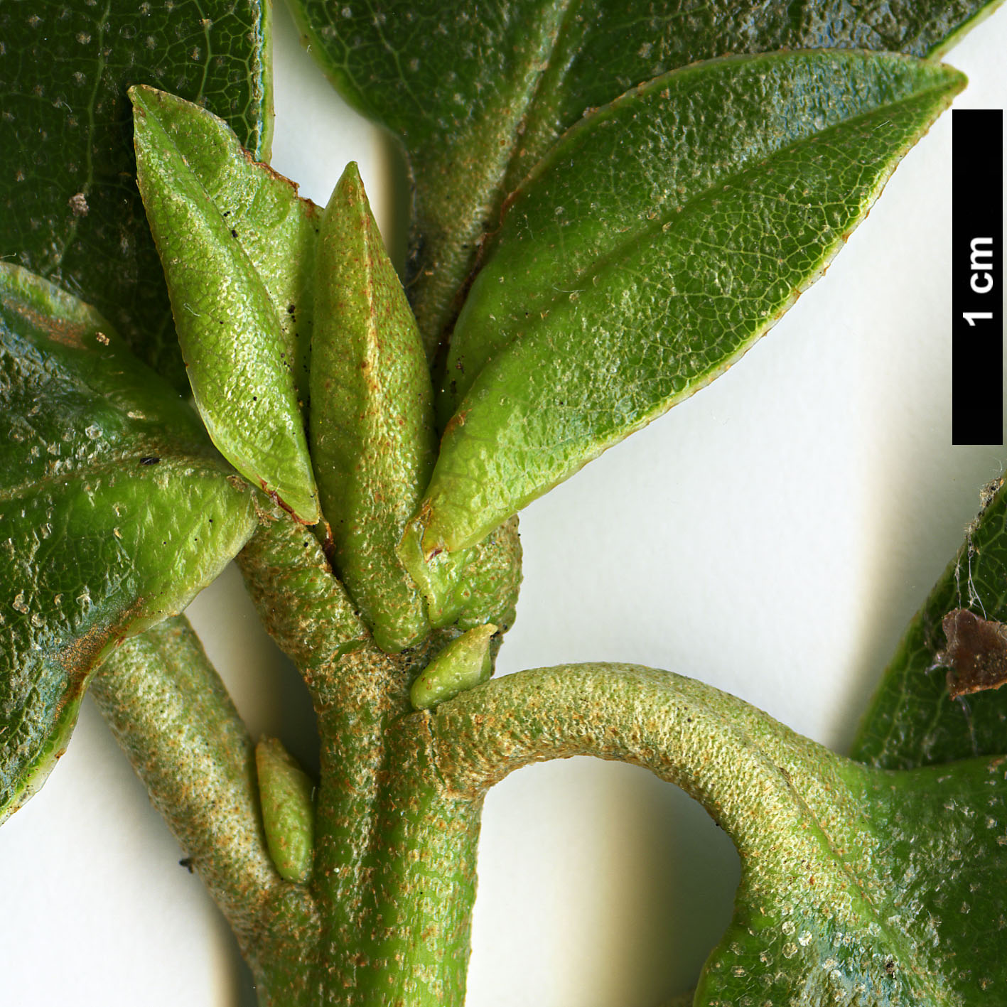 High resolution image: Family: Ericaceae - Genus: Rhododendron - Taxon: maddenii
