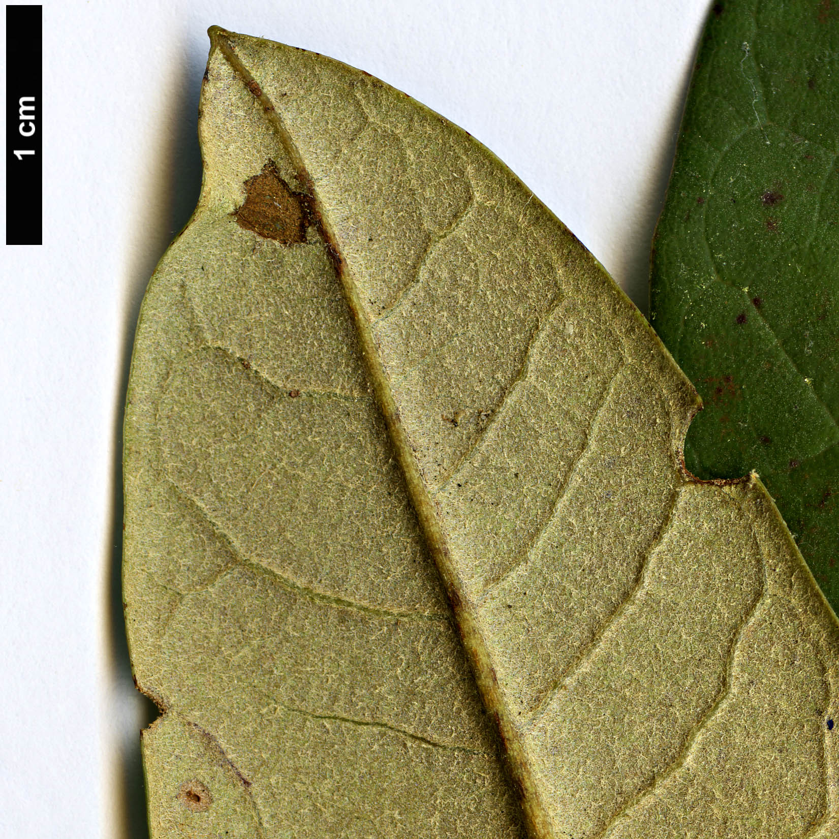 High resolution image: Family: Ericaceae - Genus: Rhododendron - Taxon: magnificum