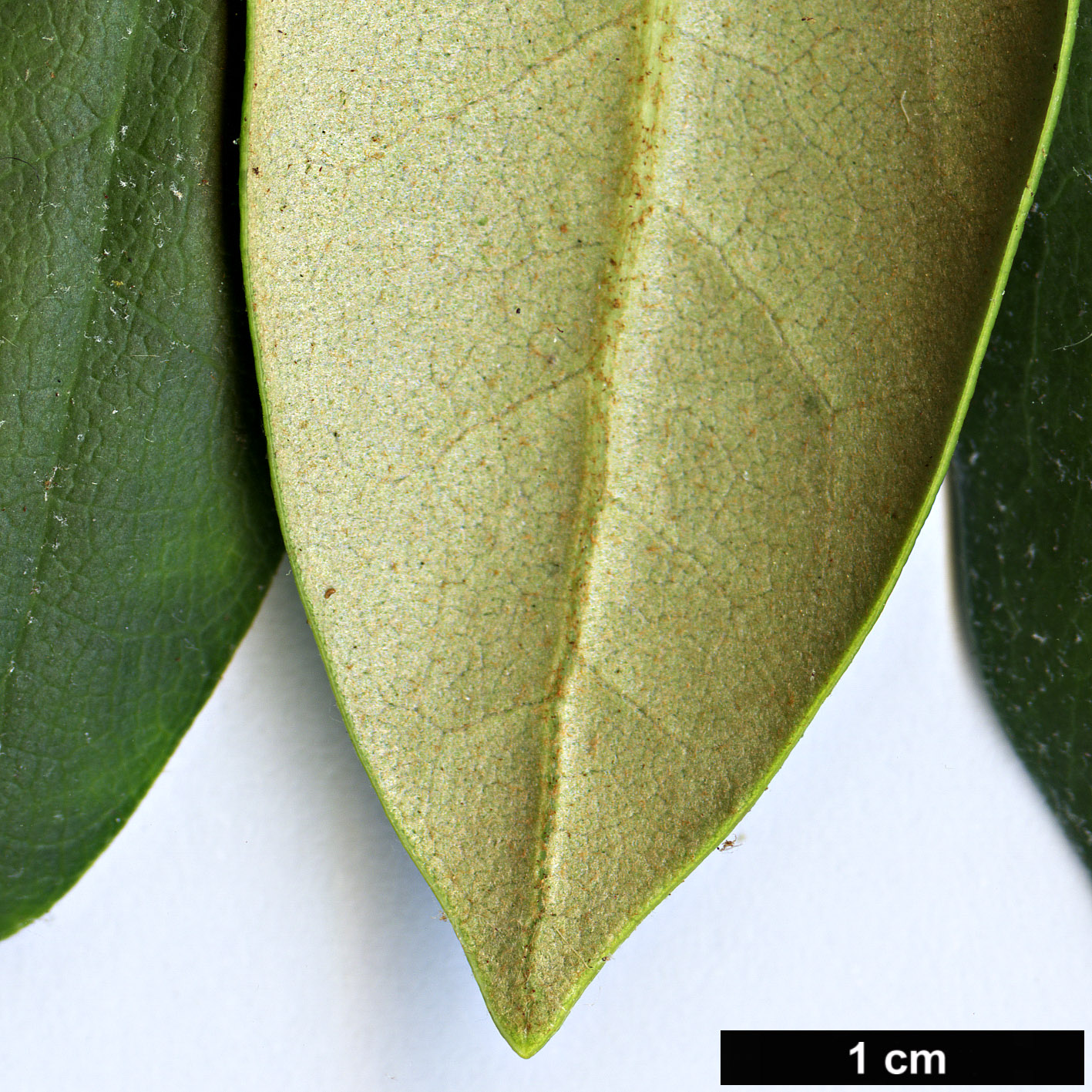 High resolution image: Family: Ericaceae - Genus: Rhododendron - Taxon: maximum