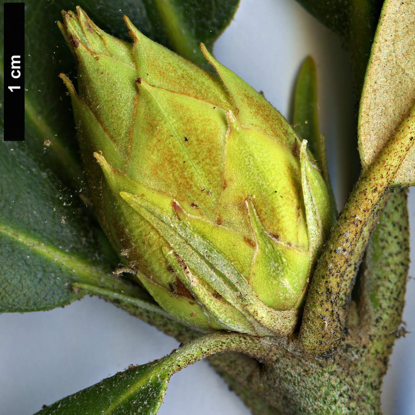High resolution image: Family: Ericaceae - Genus: Rhododendron - Taxon: maximum