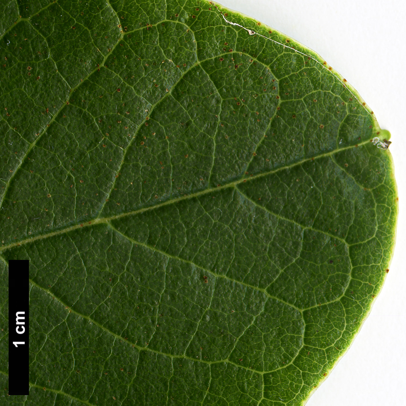 High resolution image: Family: Ericaceae - Genus: Rhododendron - Taxon: megacalyx