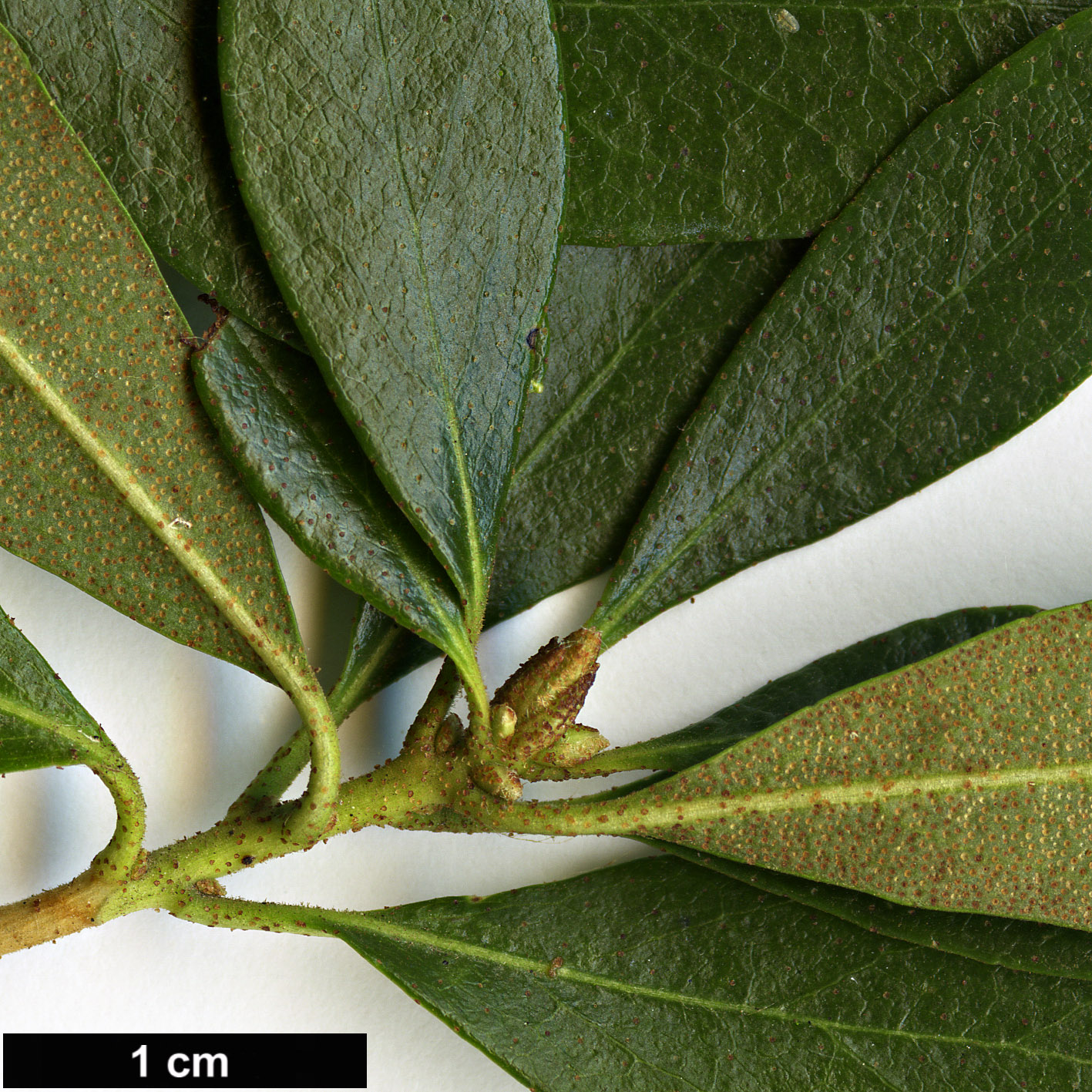 High resolution image: Family: Ericaceae - Genus: Rhododendron - Taxon: micranthum