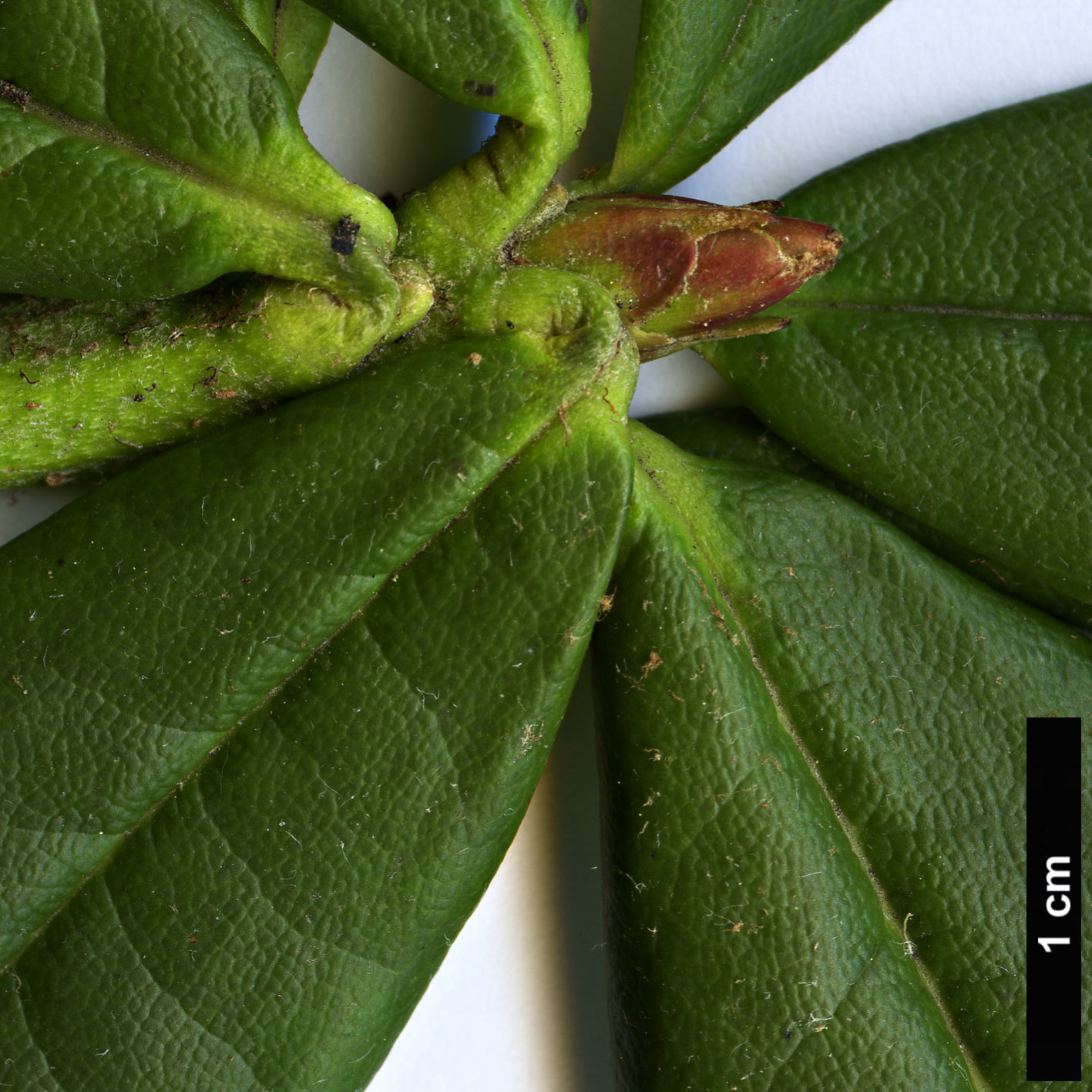 High resolution image: Family: Ericaceae - Genus: Rhododendron - Taxon: microgynum