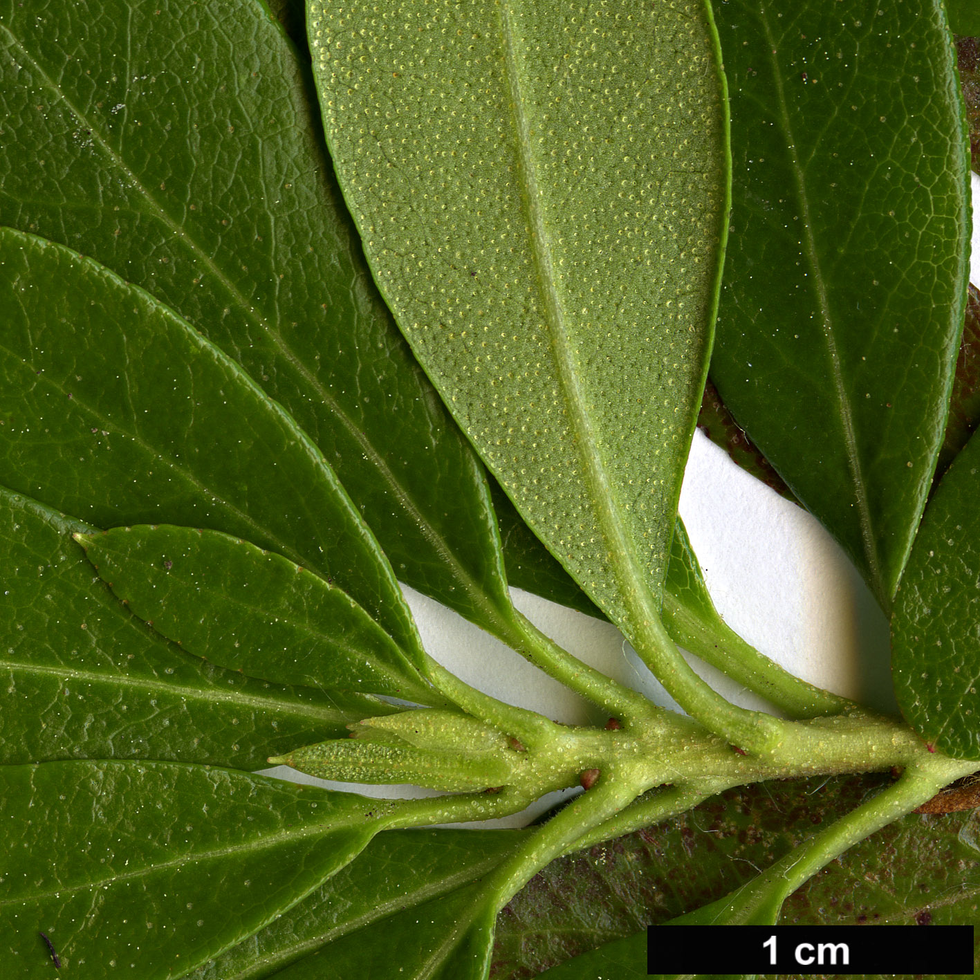 High resolution image: Family: Ericaceae - Genus: Rhododendron - Taxon: myrtifolium