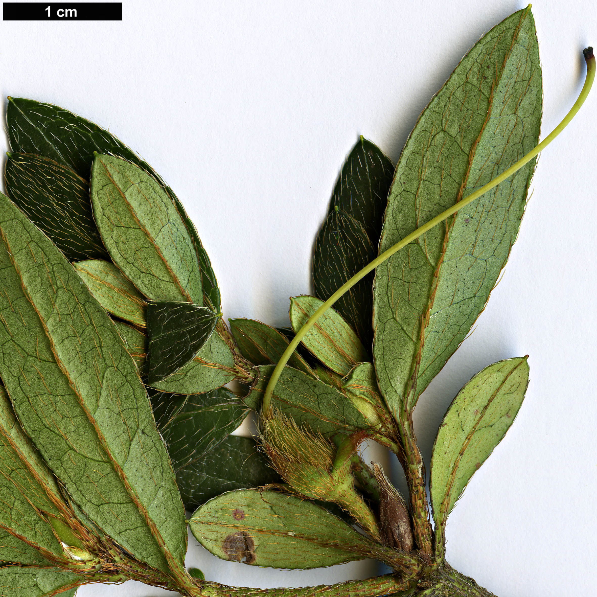 High resolution image: Family: Ericaceae - Genus: Rhododendron - Taxon: nakaharae
