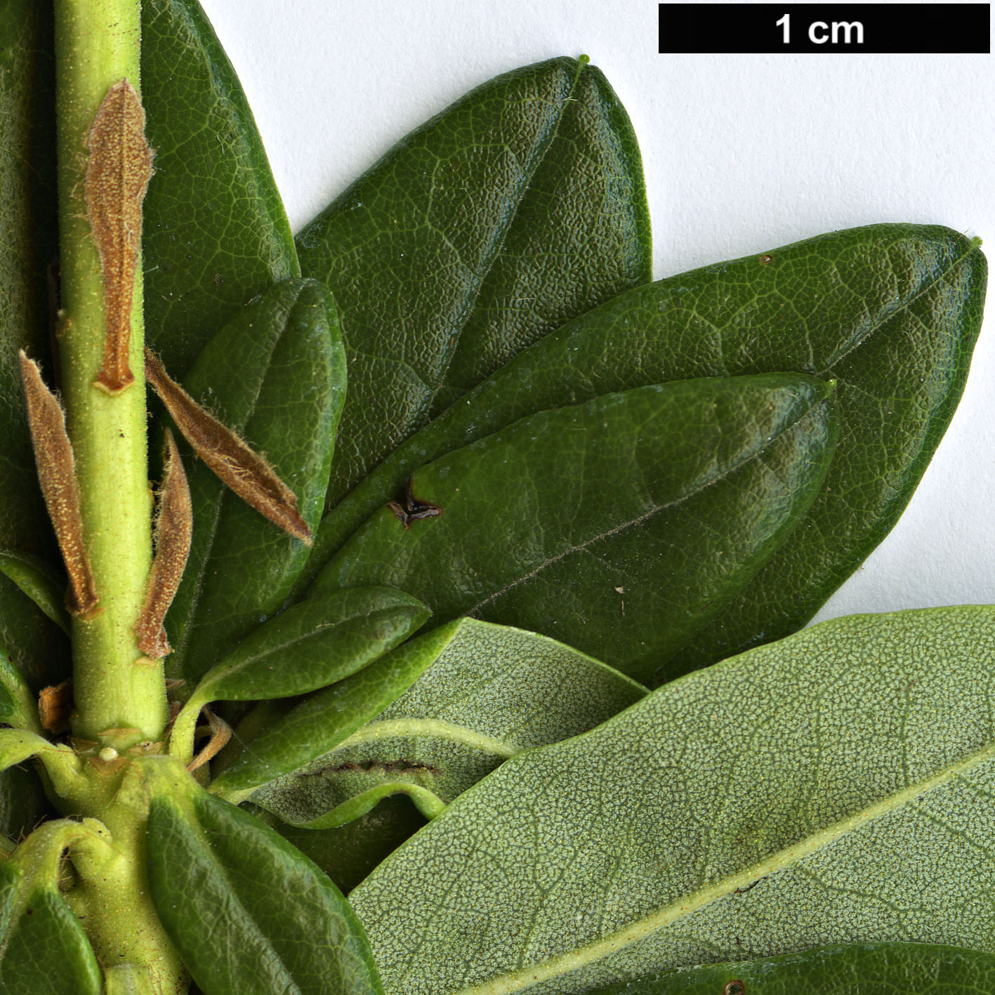 High resolution image: Family: Ericaceae - Genus: Rhododendron - Taxon: neoglandulosum