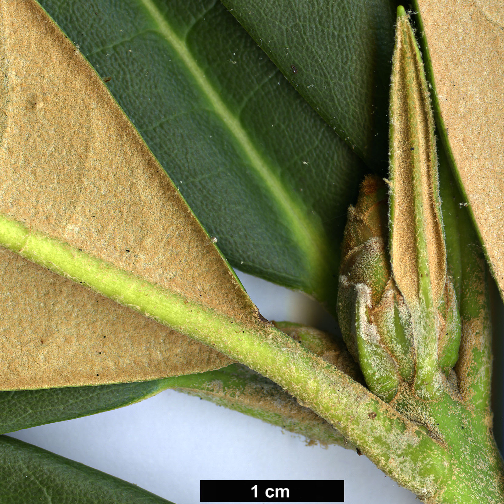 High resolution image: Family: Ericaceae - Genus: Rhododendron - Taxon: niveum