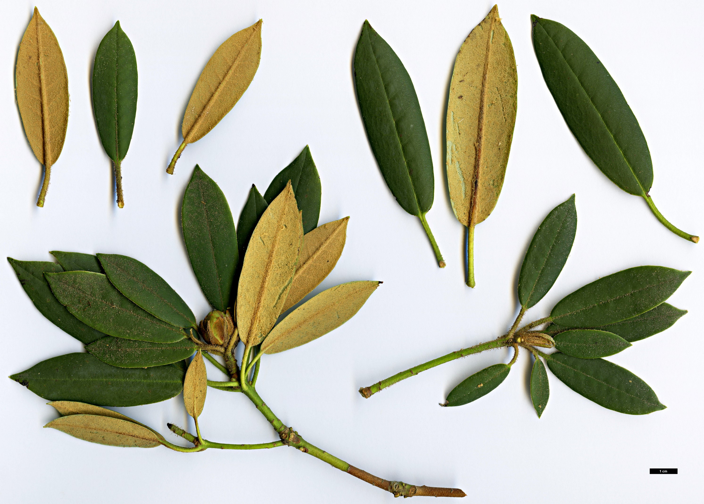 High resolution image: Family: Ericaceae - Genus: Rhododendron - Taxon: ochraceum