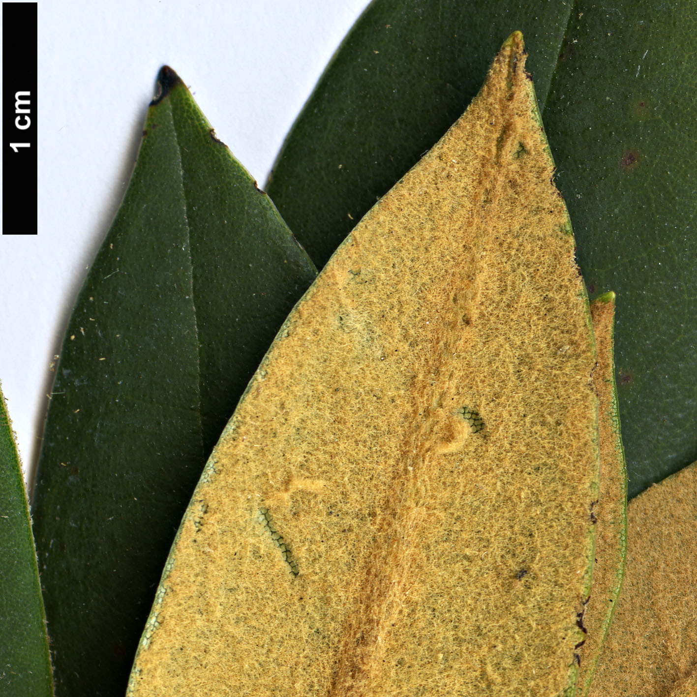 High resolution image: Family: Ericaceae - Genus: Rhododendron - Taxon: ochraceum