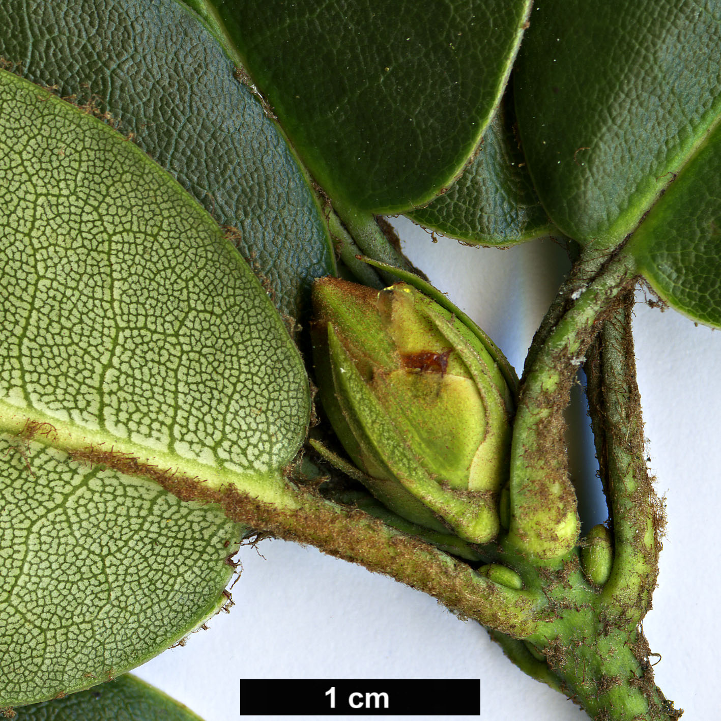 High resolution image: Family: Ericaceae - Genus: Rhododendron - Taxon: oligocarpum