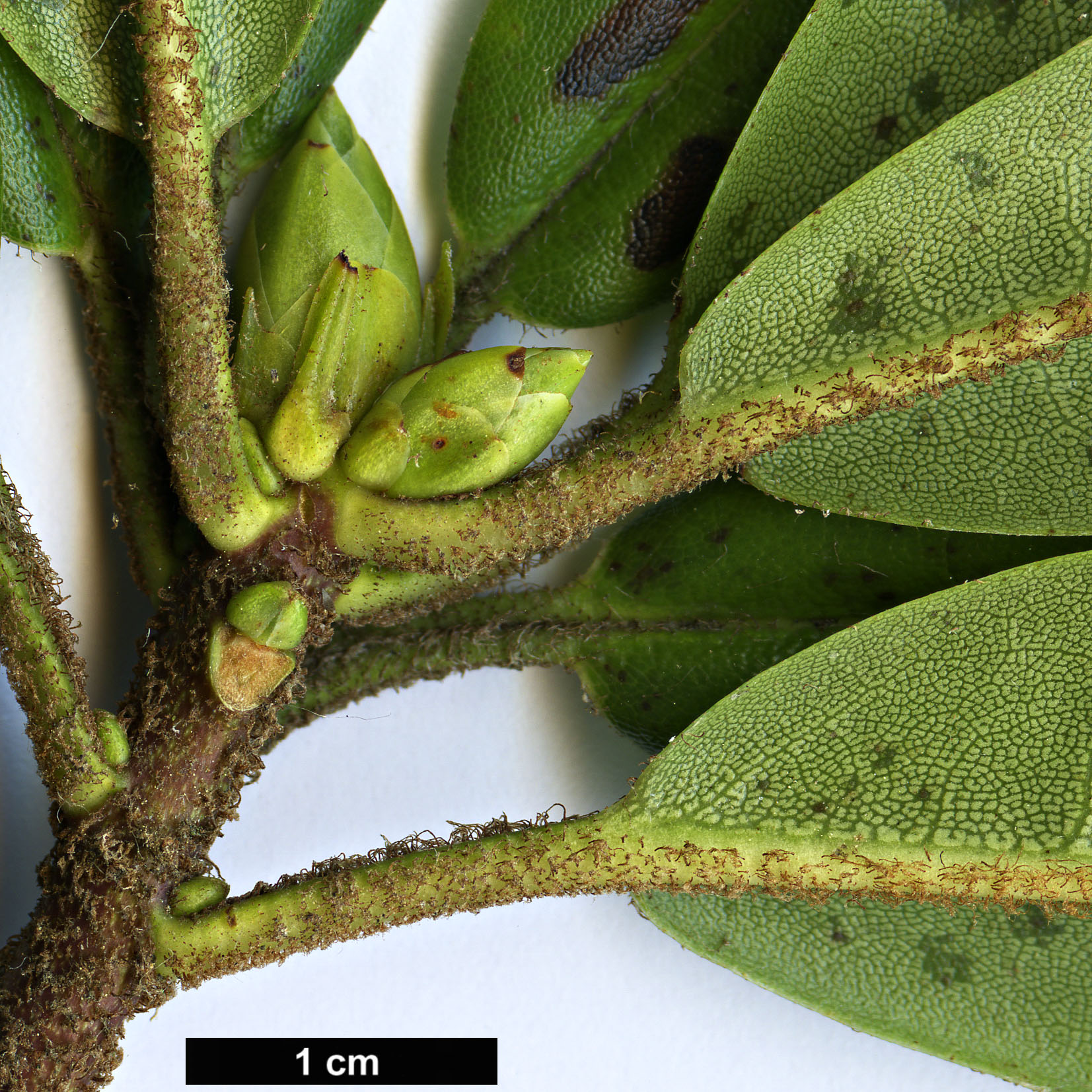 High resolution image: Family: Ericaceae - Genus: Rhododendron - Taxon: pachytrichum