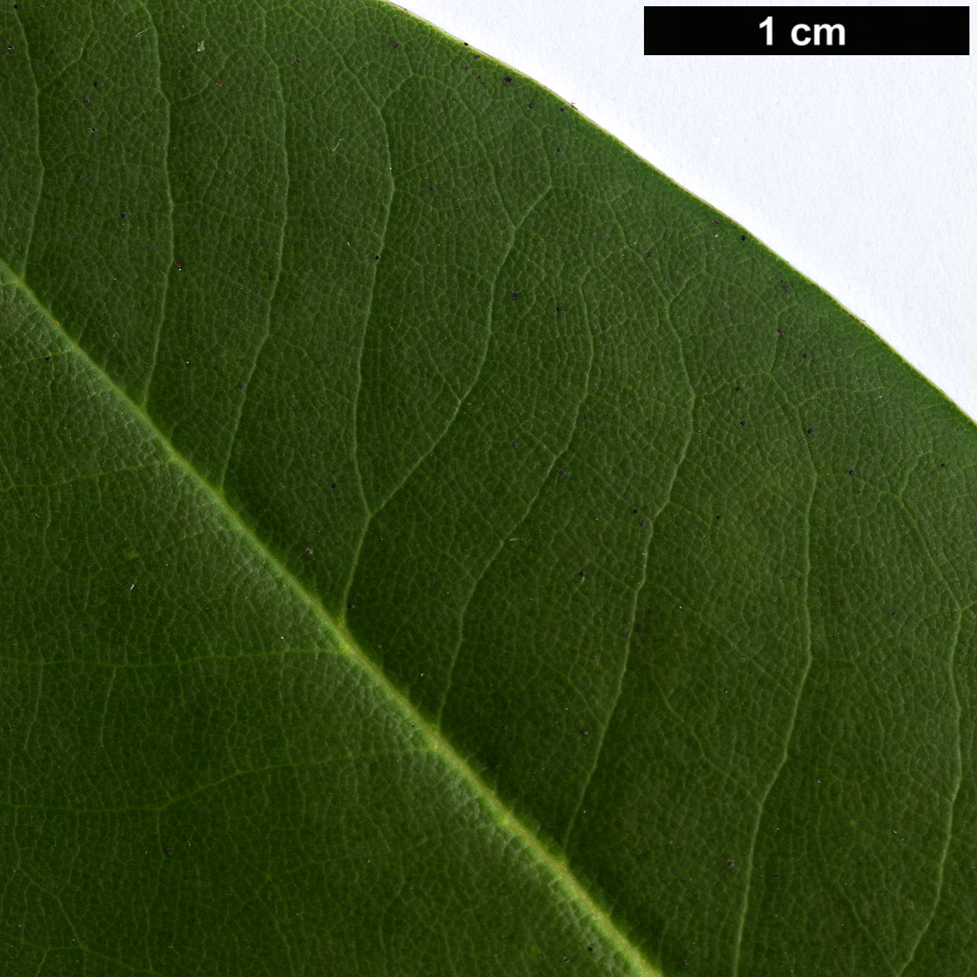 High resolution image: Family: Ericaceae - Genus: Rhododendron - Taxon: phaeochrysum
