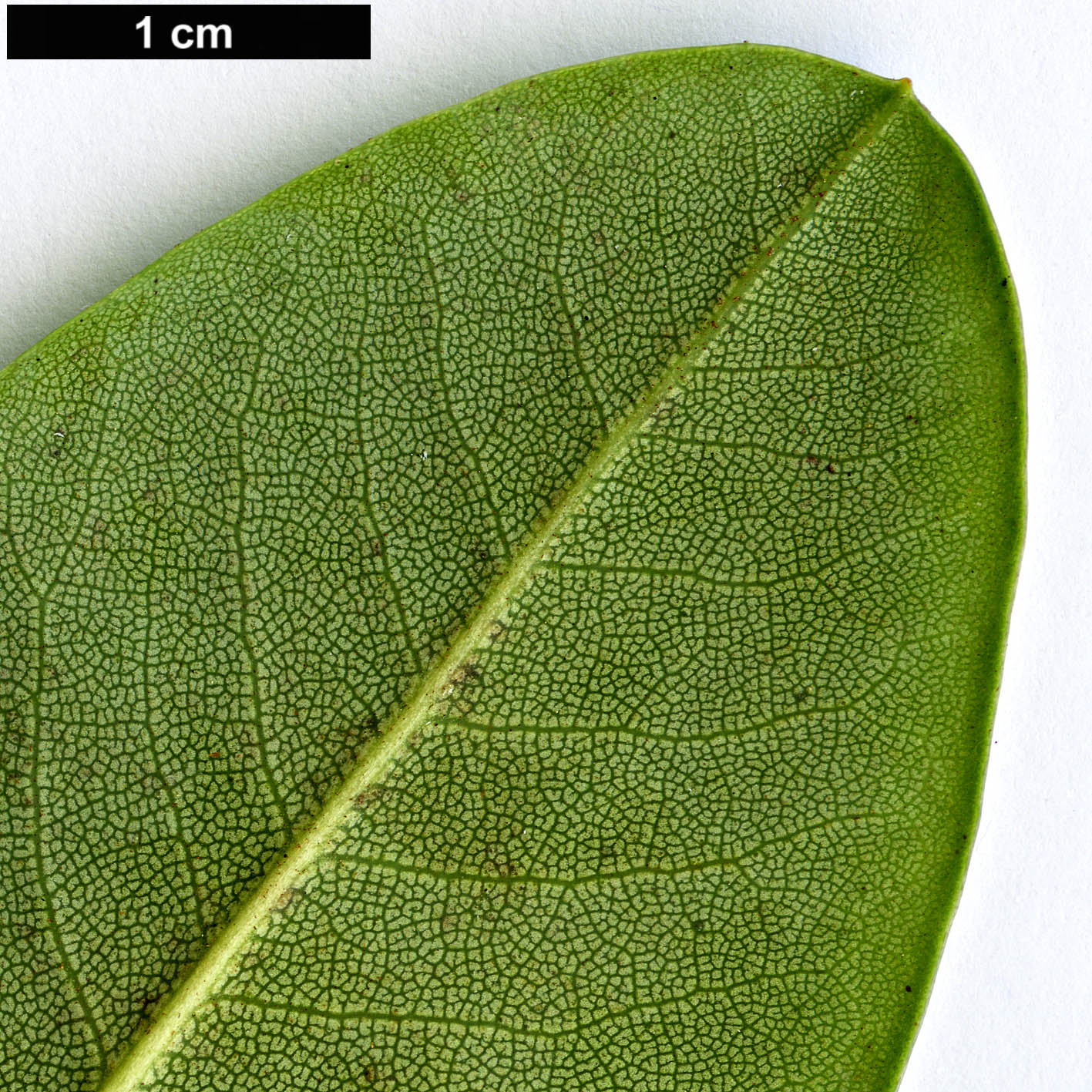 High resolution image: Family: Ericaceae - Genus: Rhododendron - Taxon: phaeochrysum