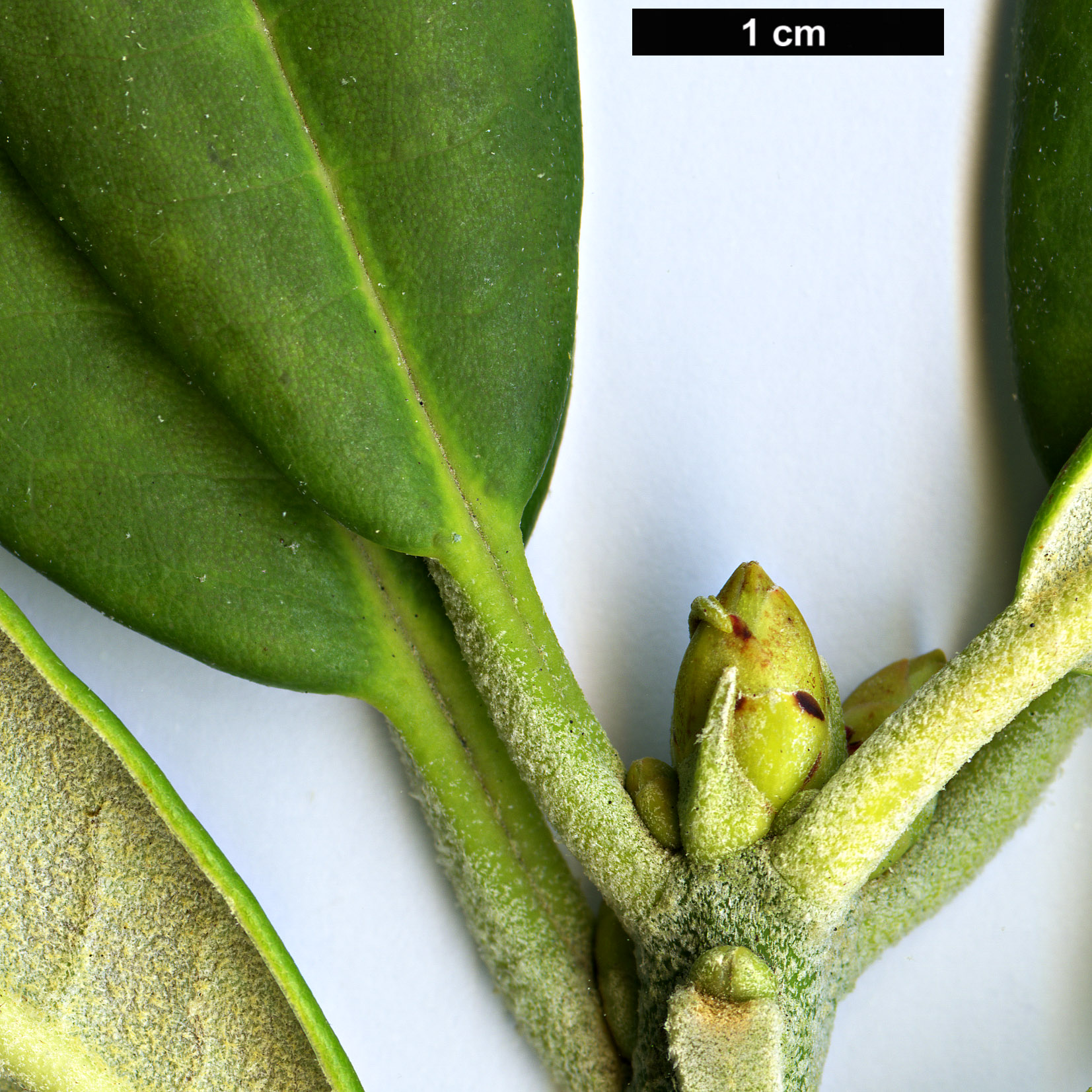 High resolution image: Family: Ericaceae - Genus: Rhododendron - Taxon: pingianum