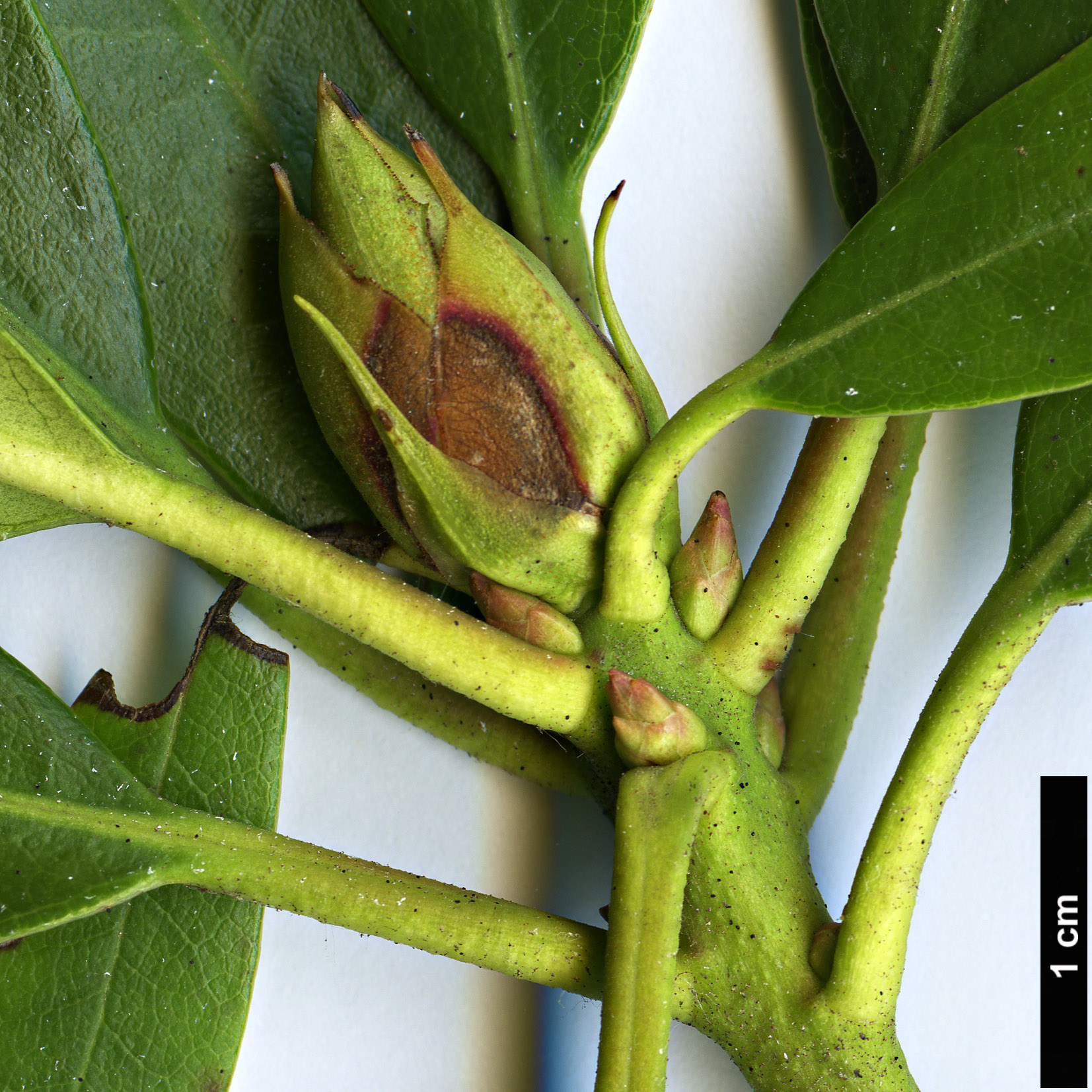 High resolution image: Family: Ericaceae - Genus: Rhododendron - Taxon: ponticum