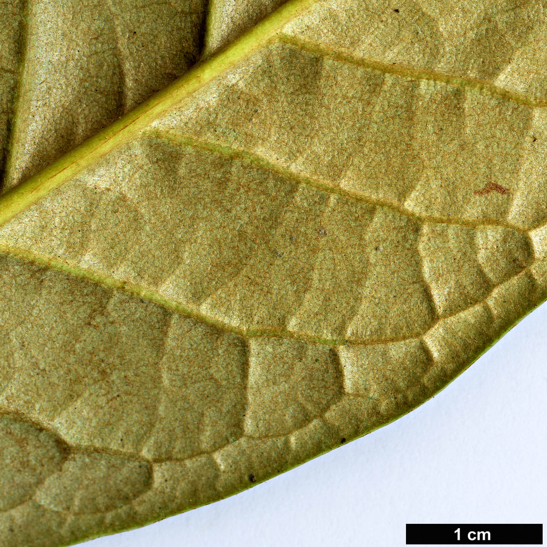 High resolution image: Family: Ericaceae - Genus: Rhododendron - Taxon: praestans