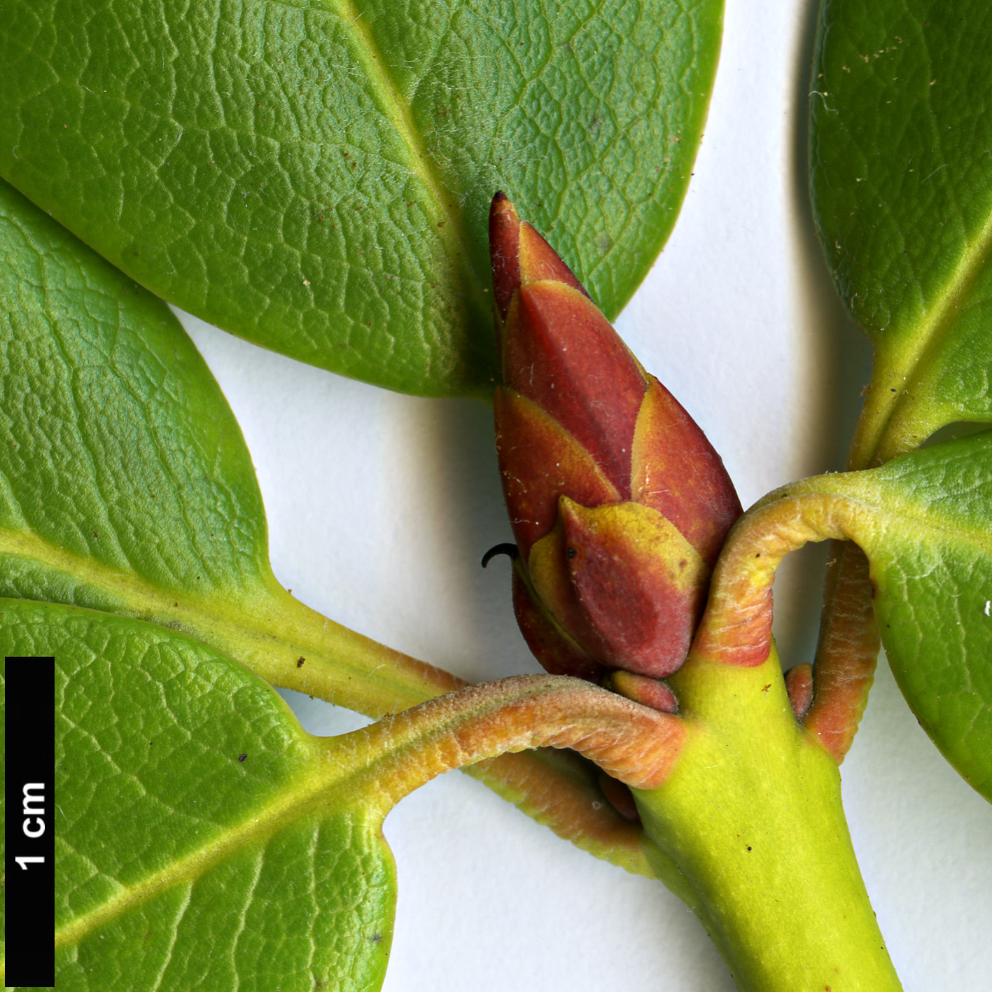 High resolution image: Family: Ericaceae - Genus: Rhododendron - Taxon: przewalski