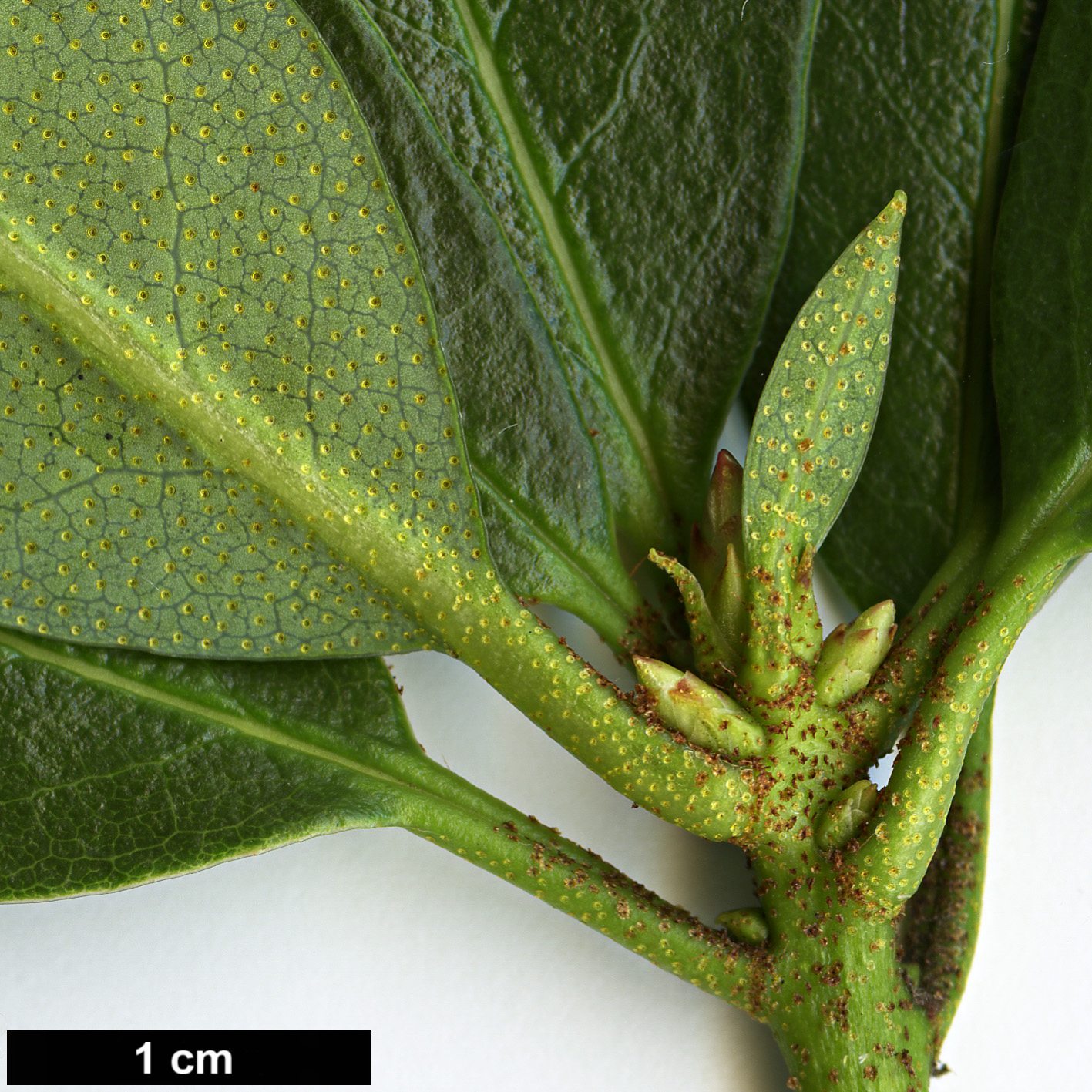 High resolution image: Family: Ericaceae - Genus: Rhododendron - Taxon: pseudociliipes