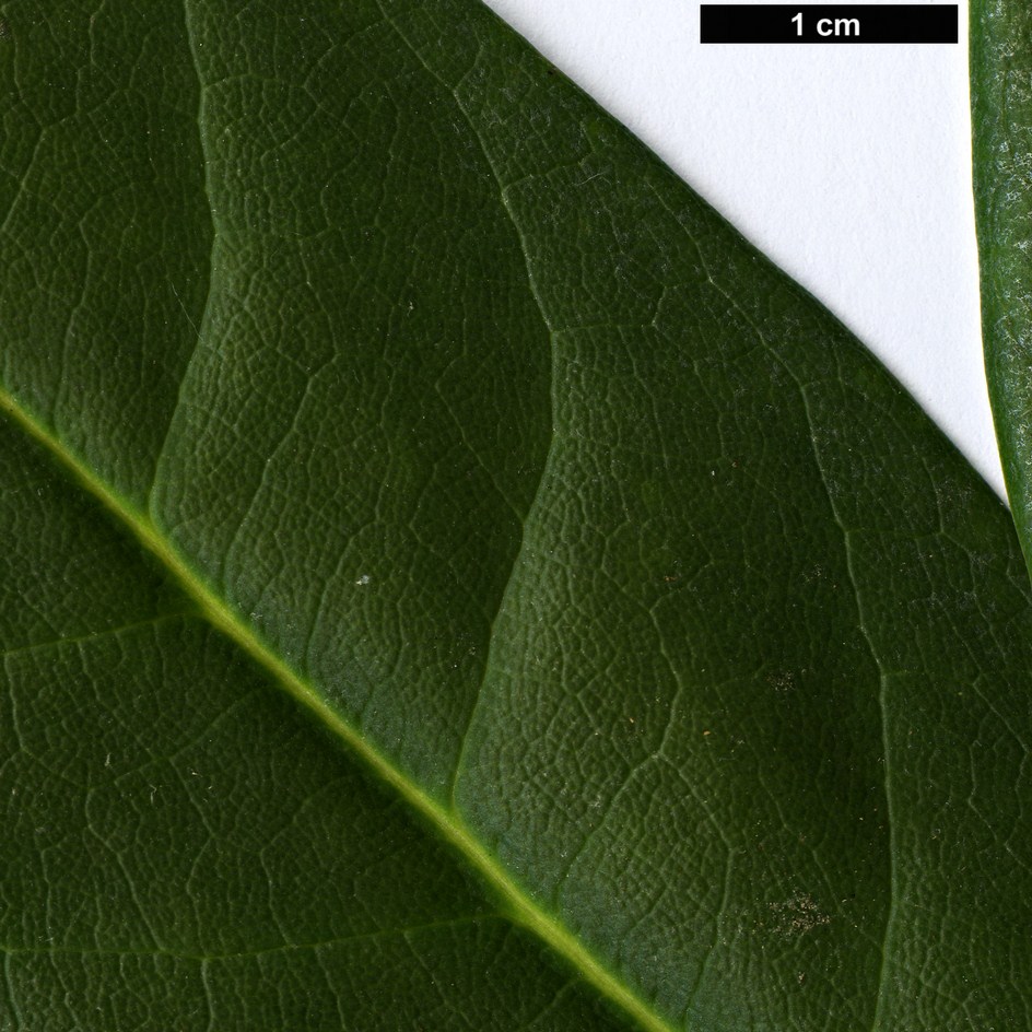 High resolution image: Family: Ericaceae - Genus: Rhododendron - Taxon: pudorosum