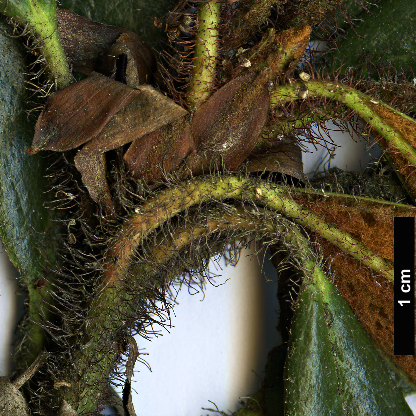 High resolution image: Family: Ericaceae - Genus: Rhododendron - Taxon: recurvoides