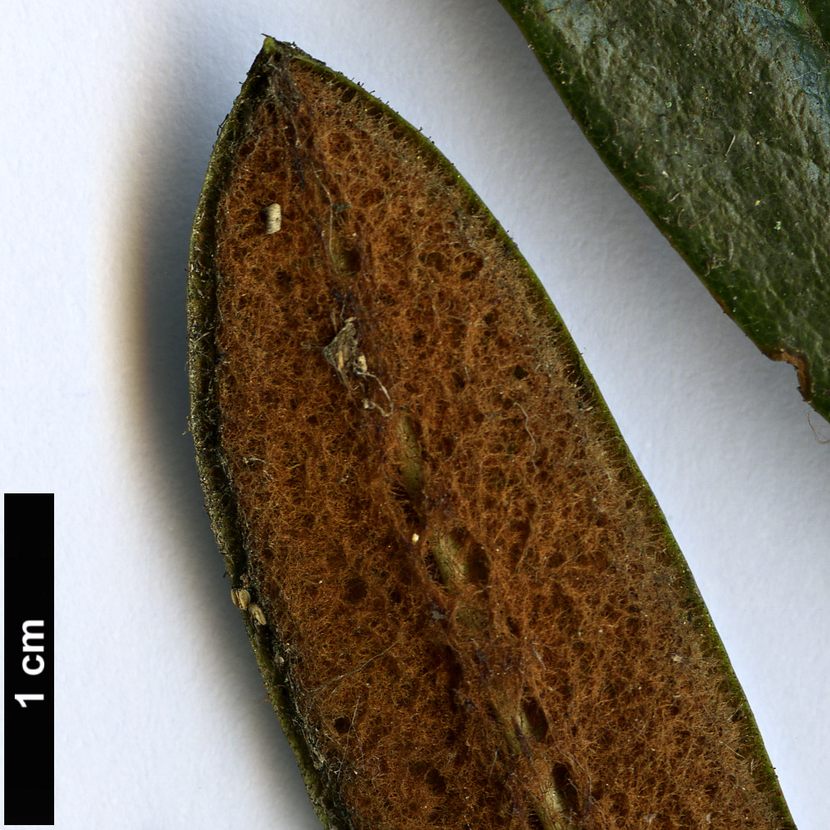 High resolution image: Family: Ericaceae - Genus: Rhododendron - Taxon: recurvoides