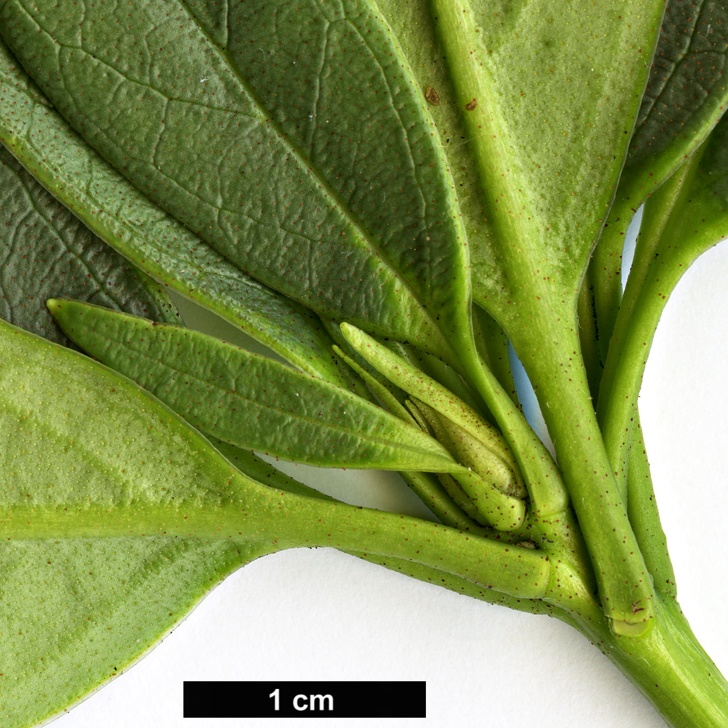 High resolution image: Family: Ericaceae - Genus: Rhododendron - Taxon: rushforthii