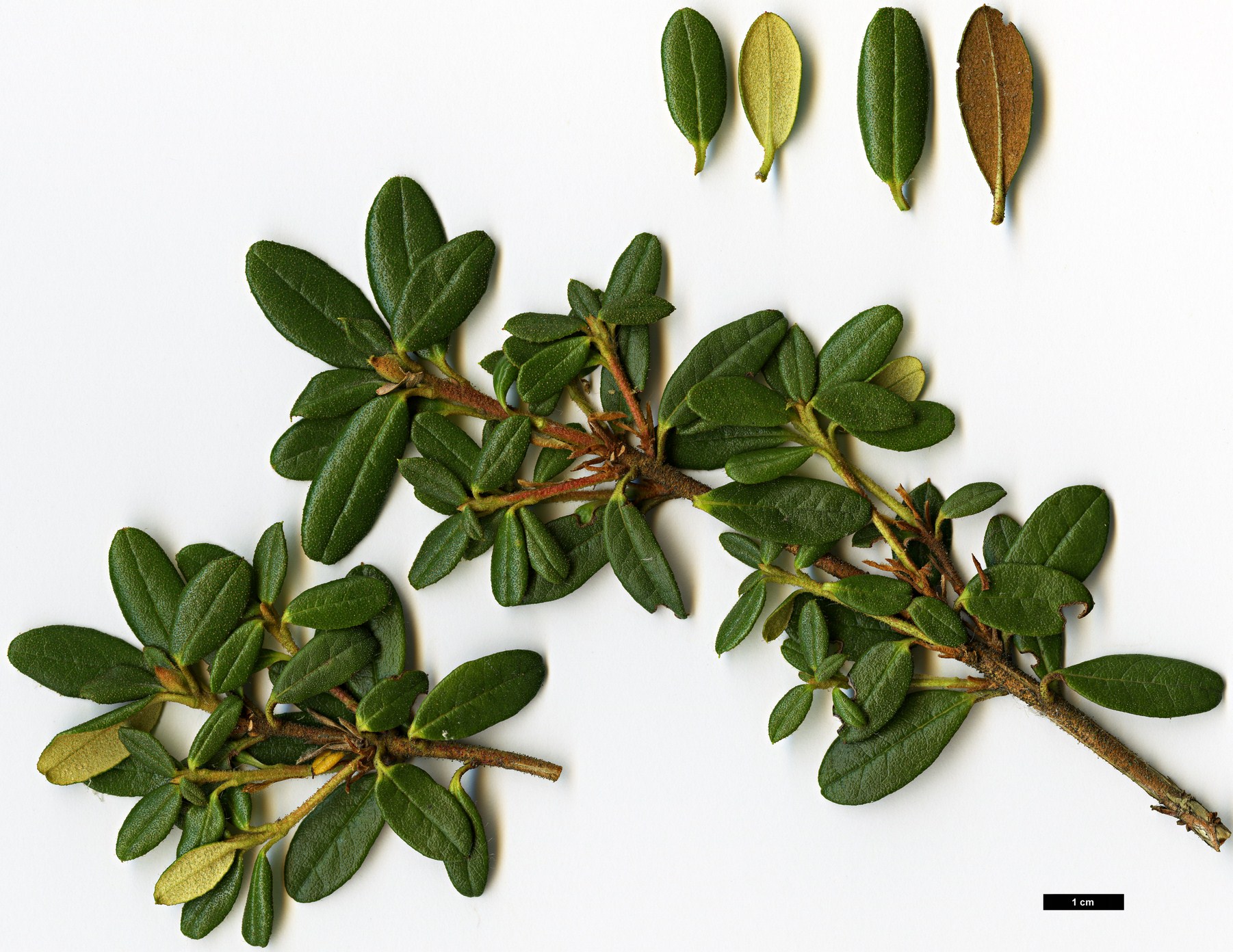 High resolution image: Family: Ericaceae - Genus: Rhododendron - Taxon: sargentianum - SpeciesSub: 'Whitebait' WAIT