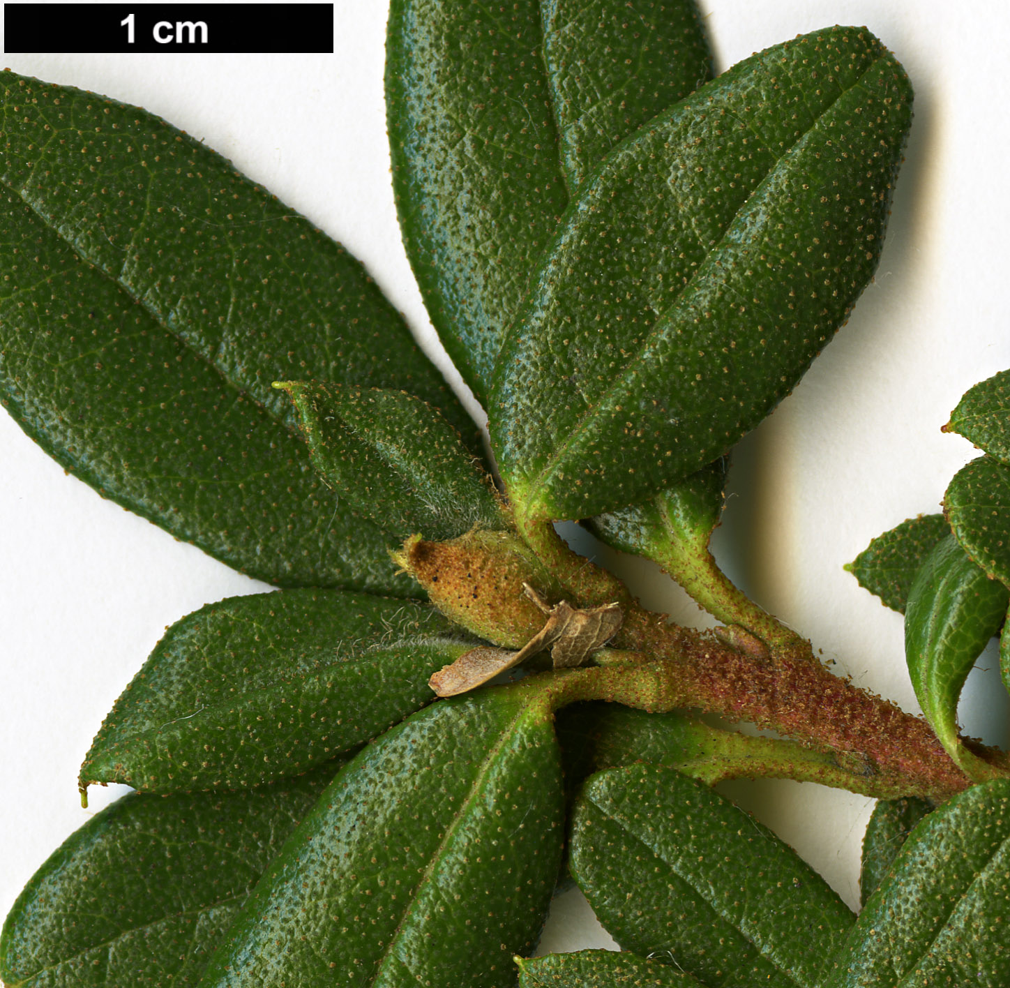 High resolution image: Family: Ericaceae - Genus: Rhododendron - Taxon: sargentianum - SpeciesSub: 'Whitebait' WAIT