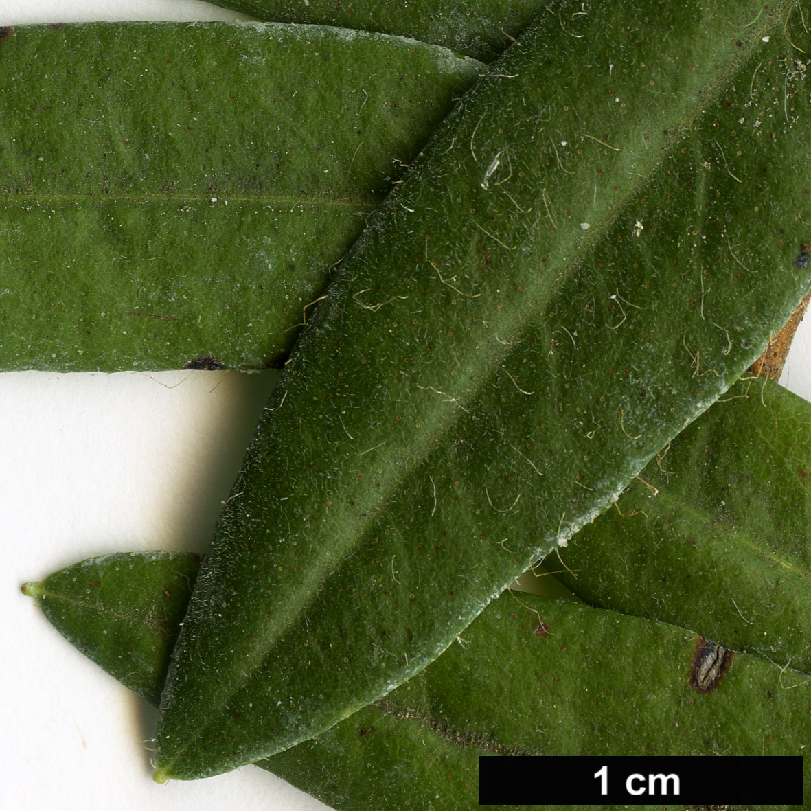 High resolution image: Family: Ericaceae - Genus: Rhododendron - Taxon: scabrifolium