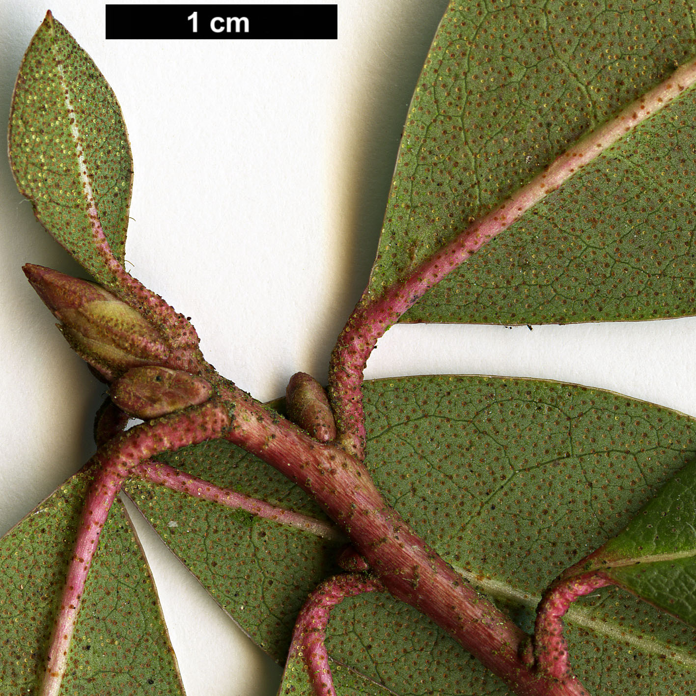 High resolution image: Family: Ericaceae - Genus: Rhododendron - Taxon: searsiae