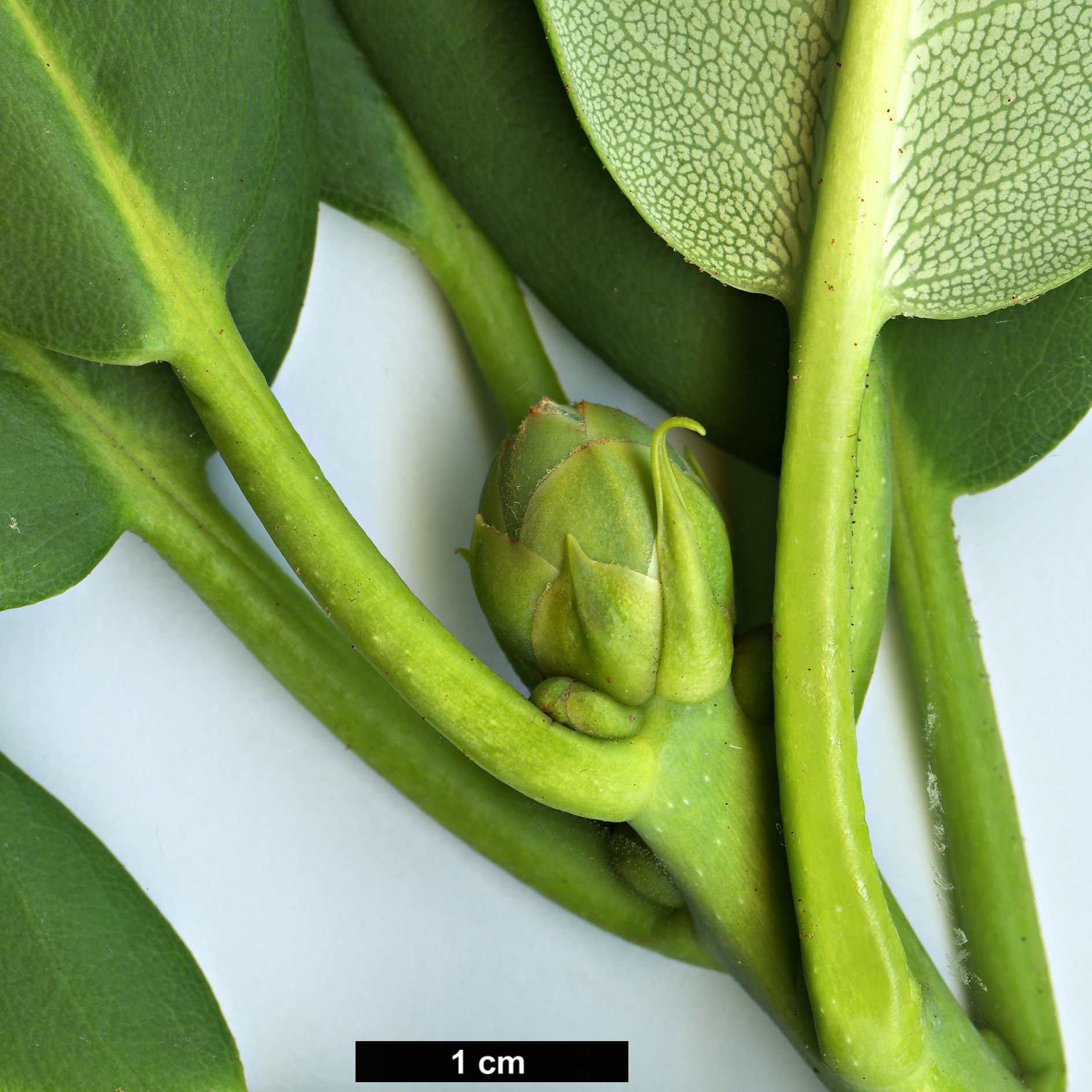 High resolution image: Family: Ericaceae - Genus: Rhododendron - Taxon: serotinum