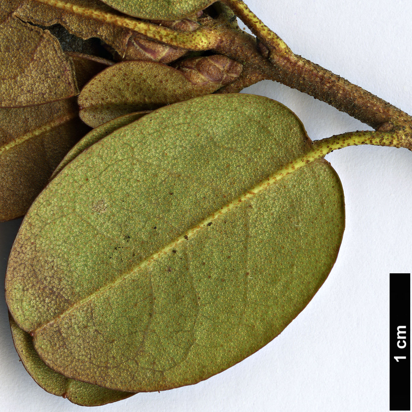 High resolution image: Family: Ericaceae - Genus: Rhododendron - Taxon: sichotense