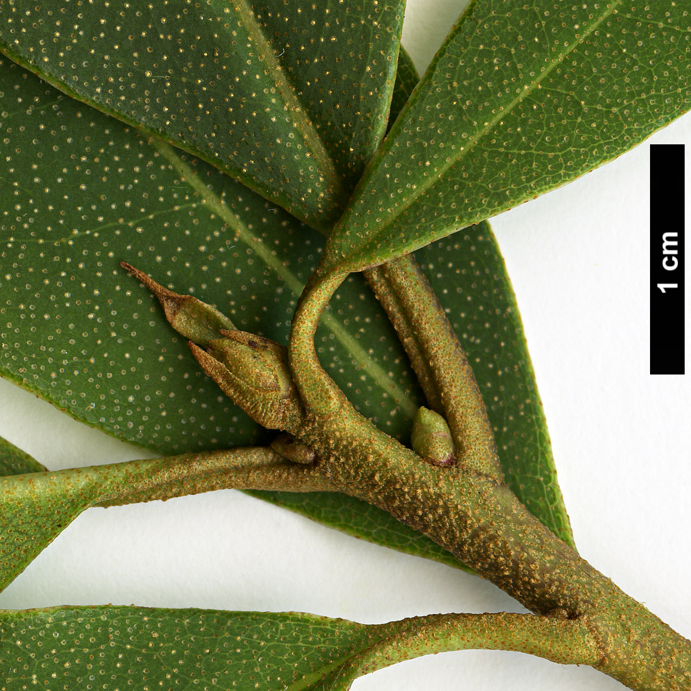 High resolution image: Family: Ericaceae - Genus: Rhododendron - Taxon: siderophyllum