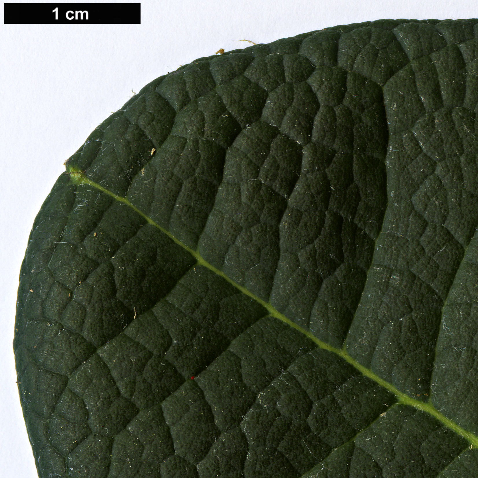 High resolution image: Family: Ericaceae - Genus: Rhododendron - Taxon: sinofalconeri