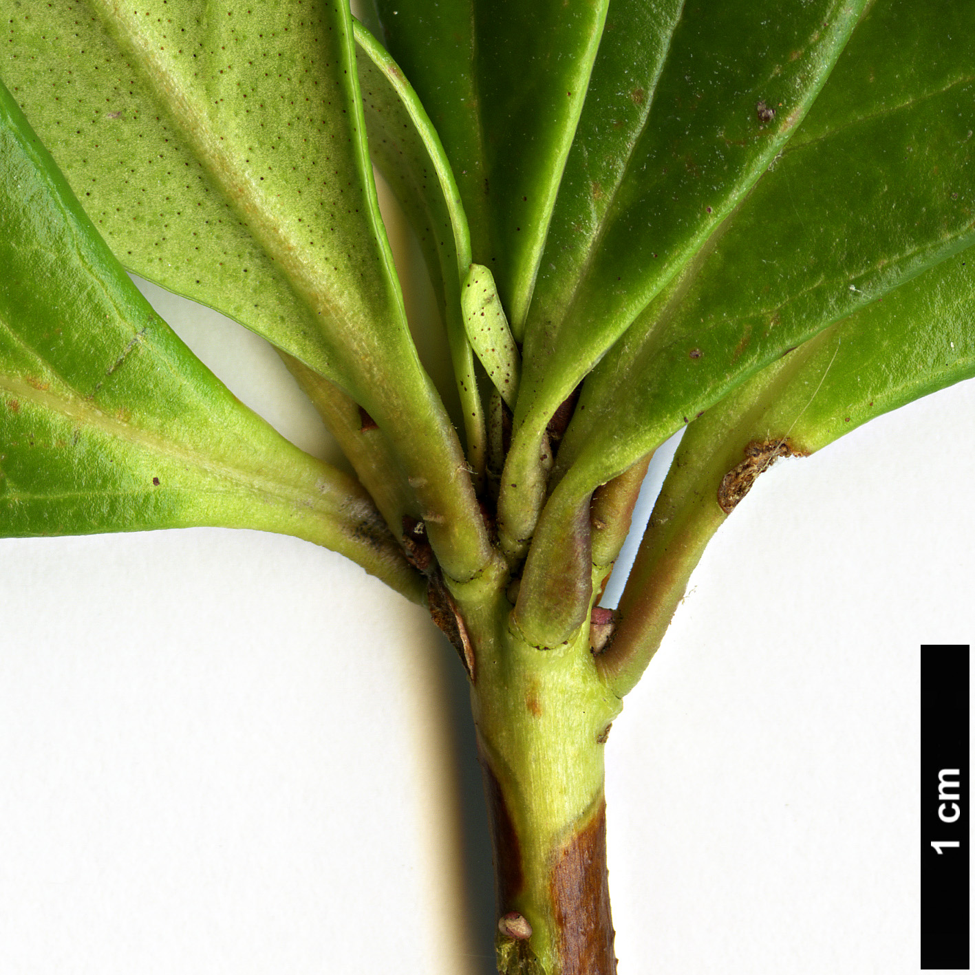 High resolution image: Family: Ericaceae - Genus: Rhododendron - Taxon: sororium