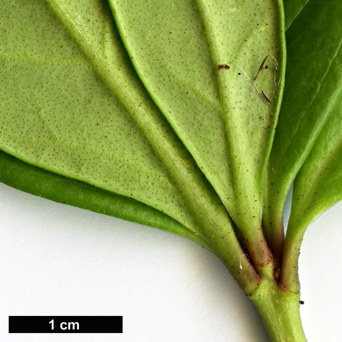 High resolution image: Family: Ericaceae - Genus: Rhododendron - Taxon: sororium