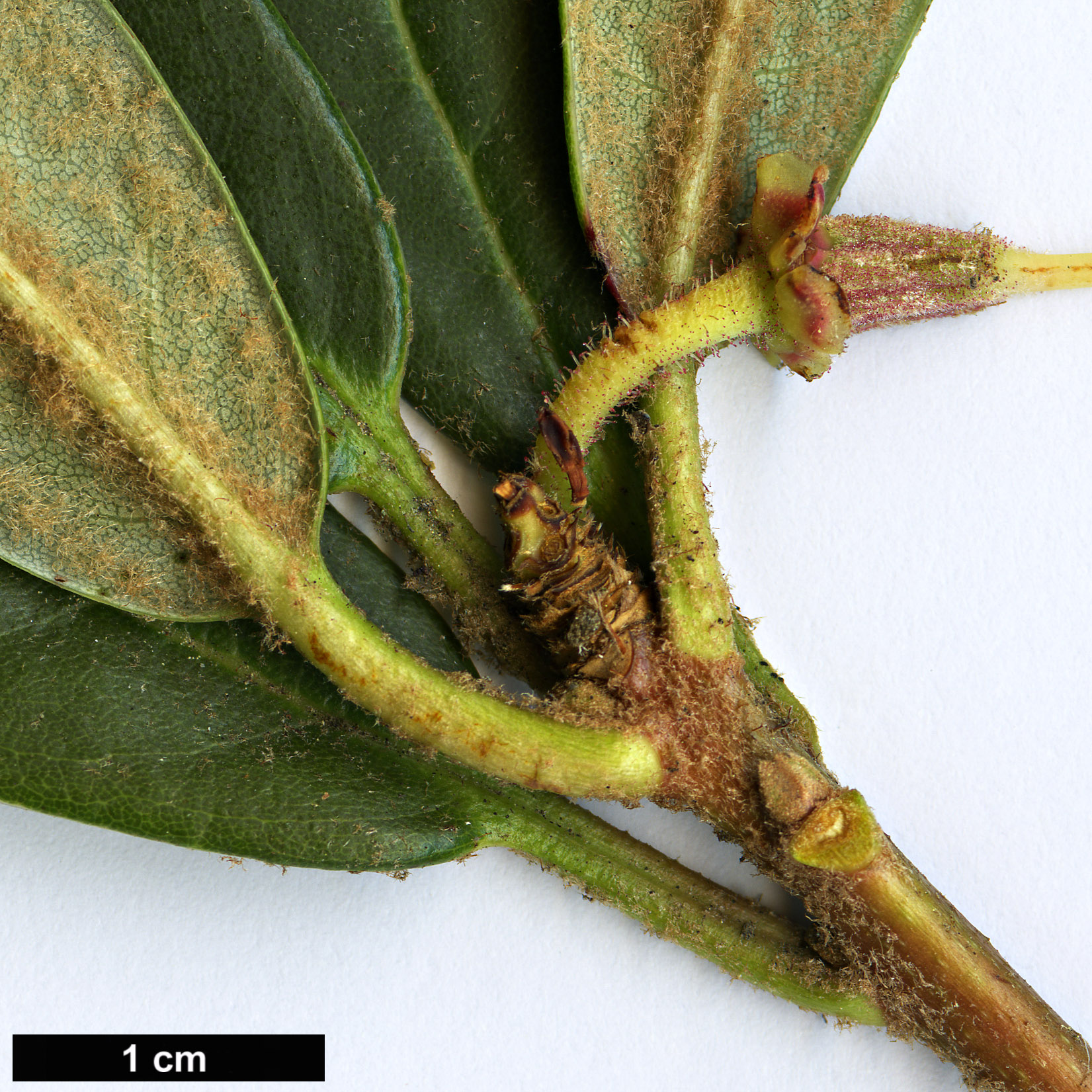 High resolution image: Family: Ericaceae - Genus: Rhododendron - Taxon: sperabile