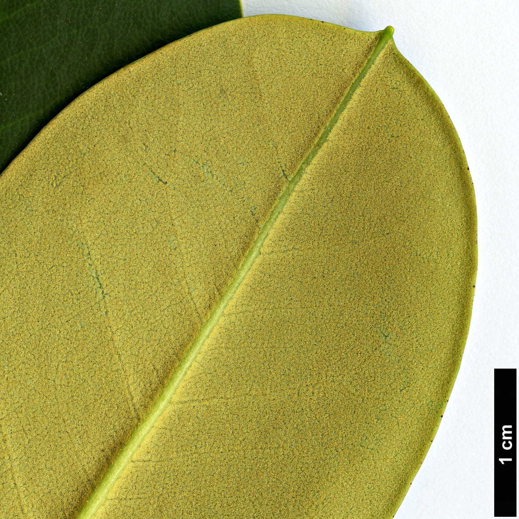 High resolution image: Family: Ericaceae - Genus: Rhododendron - Taxon: stewartianum
