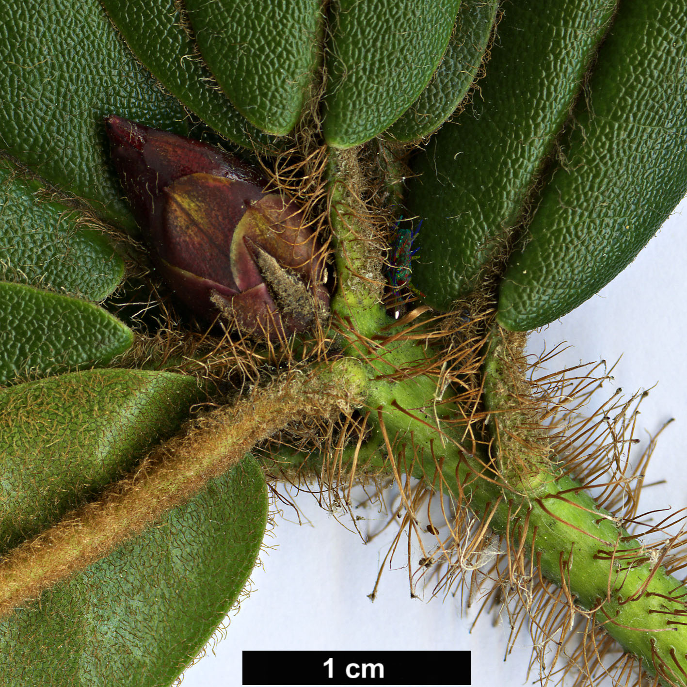 High resolution image: Family: Ericaceae - Genus: Rhododendron - Taxon: strigillosum
