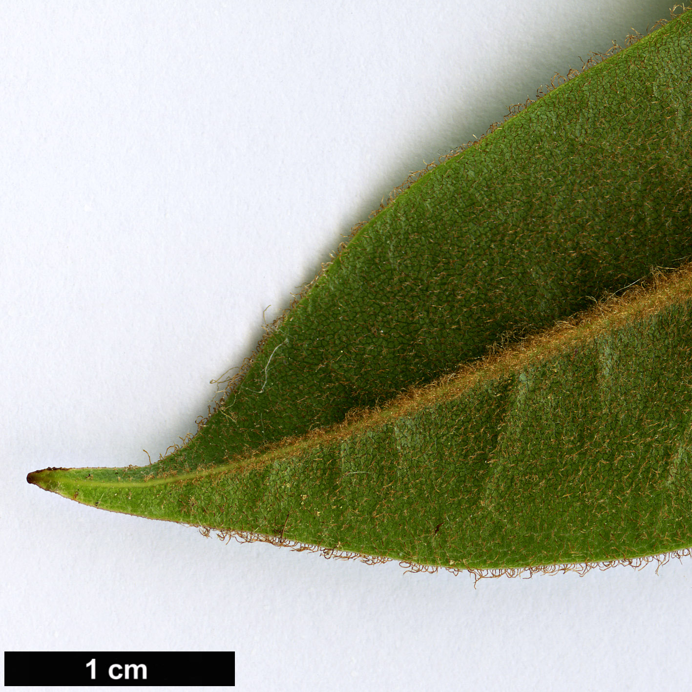High resolution image: Family: Ericaceae - Genus: Rhododendron - Taxon: strigillosum