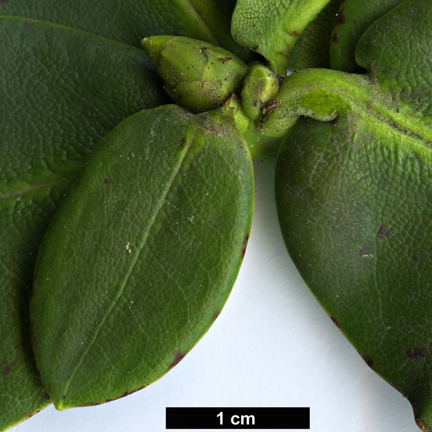High resolution image: Family: Ericaceae - Genus: Rhododendron - Taxon: succothii