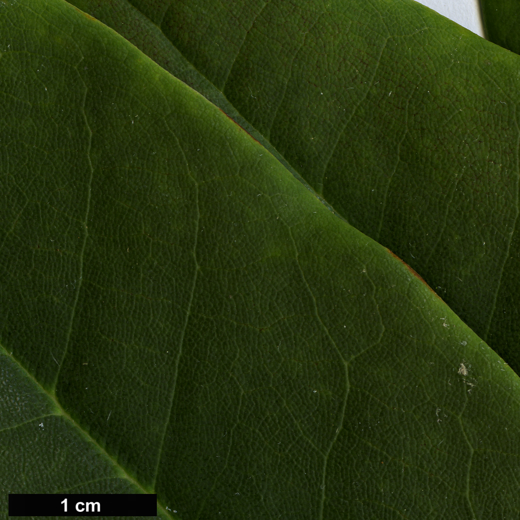 High resolution image: Family: Ericaceae - Genus: Rhododendron - Taxon: sutchuenense