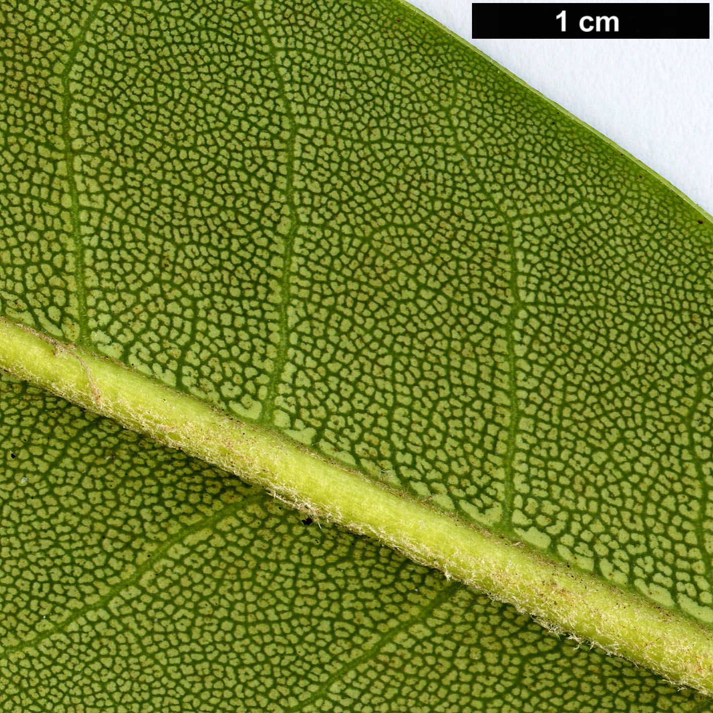 High resolution image: Family: Ericaceae - Genus: Rhododendron - Taxon: sutchuenense