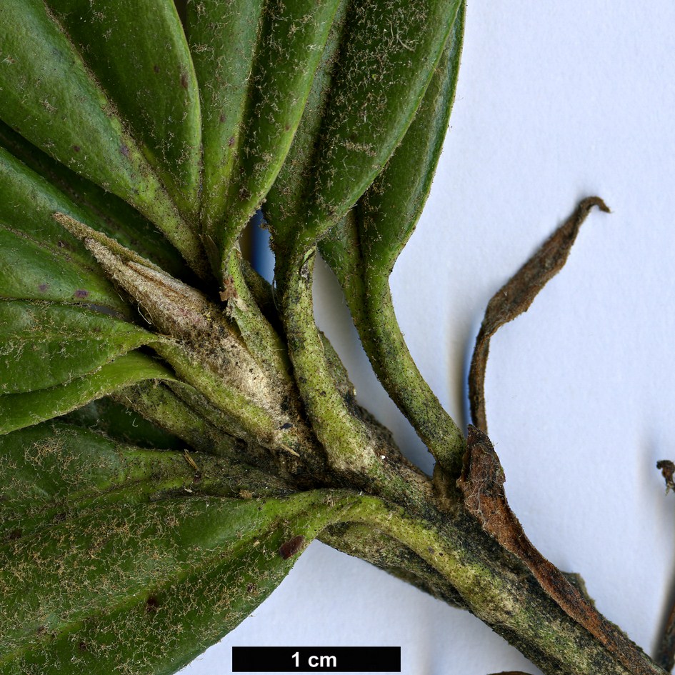 High resolution image: Family: Ericaceae - Genus: Rhododendron - Taxon: thayerianum