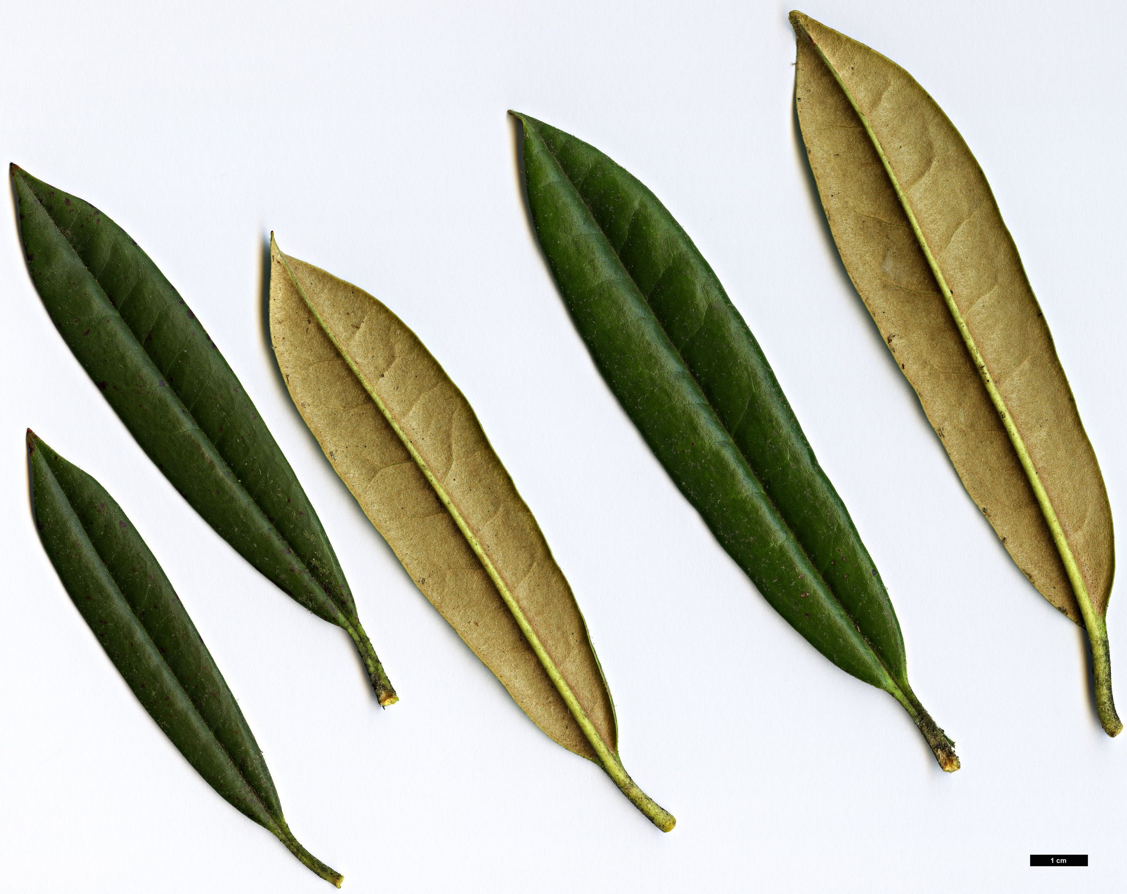 High resolution image: Family: Ericaceae - Genus: Rhododendron - Taxon: thayerianum