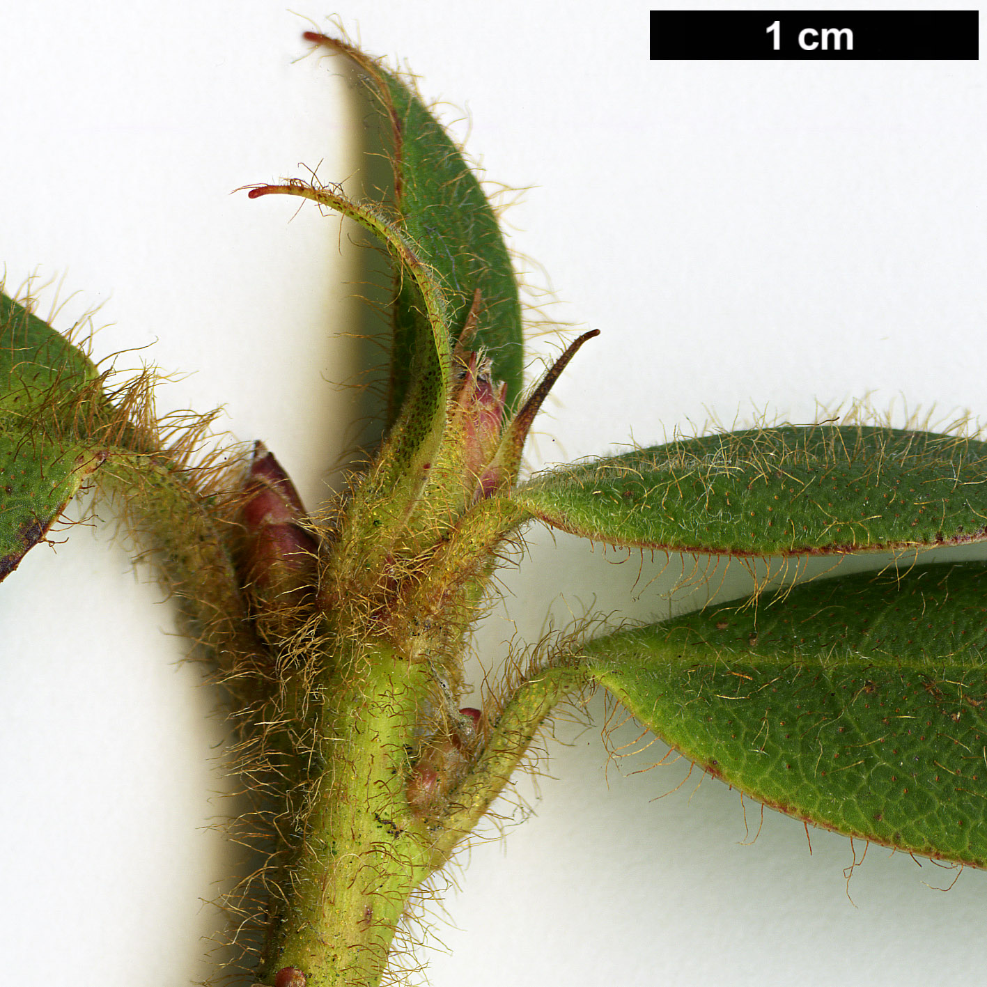 High resolution image: Family: Ericaceae - Genus: Rhododendron - Taxon: trichanthum