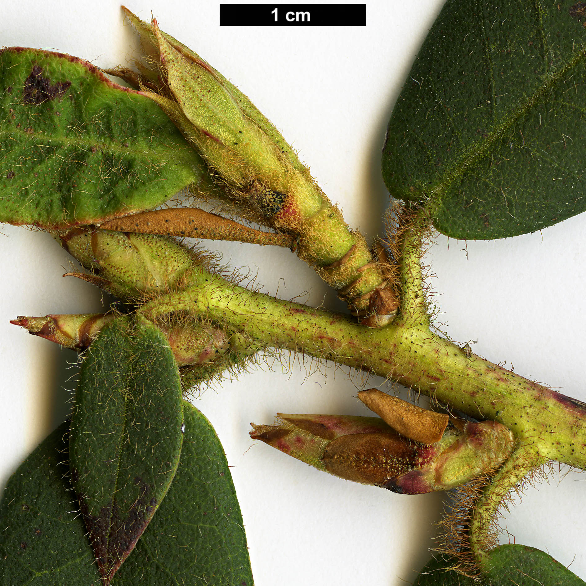 High resolution image: Family: Ericaceae - Genus: Rhododendron - Taxon: trichanthum