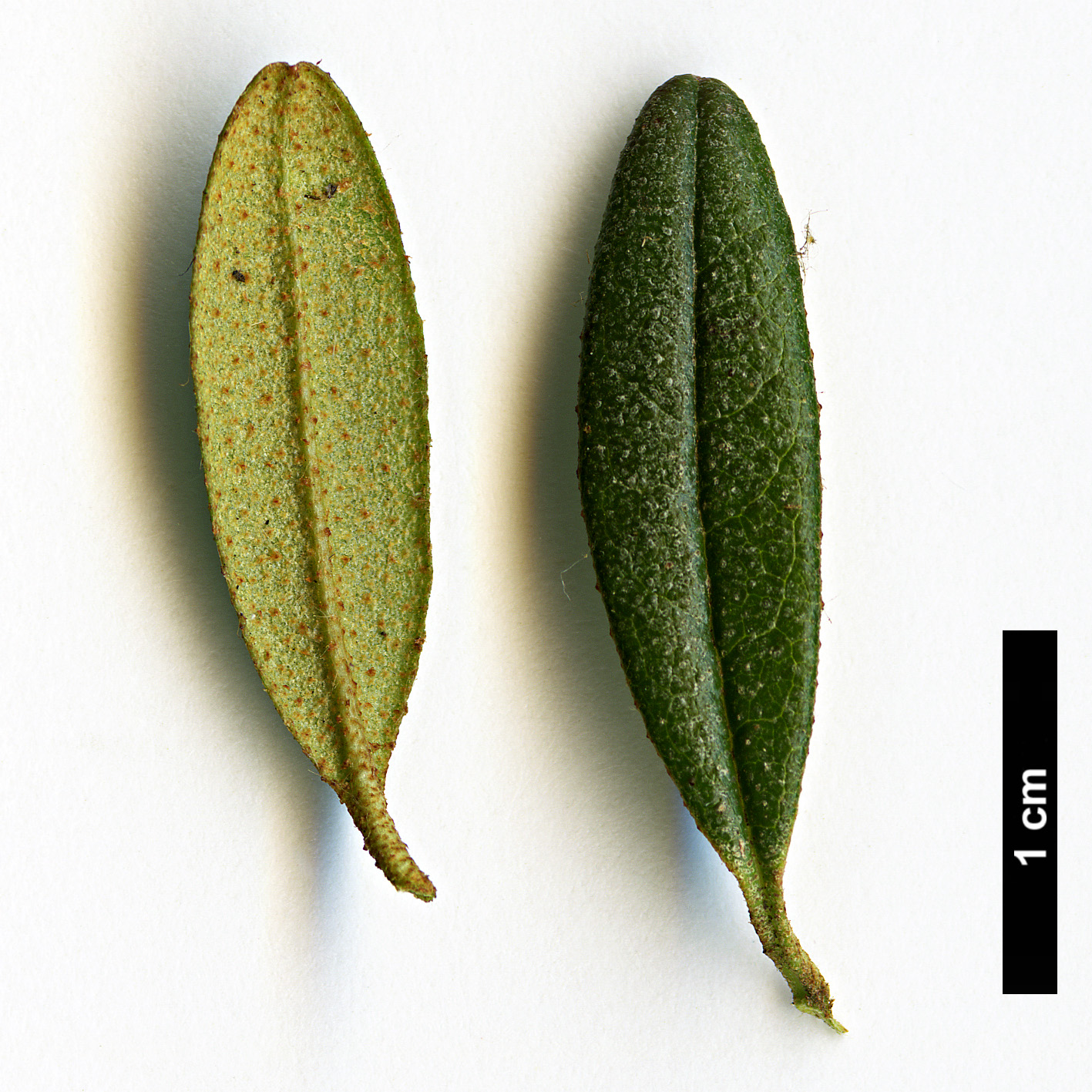 High resolution image: Family: Ericaceae - Genus: Rhododendron - Taxon: trichostomum