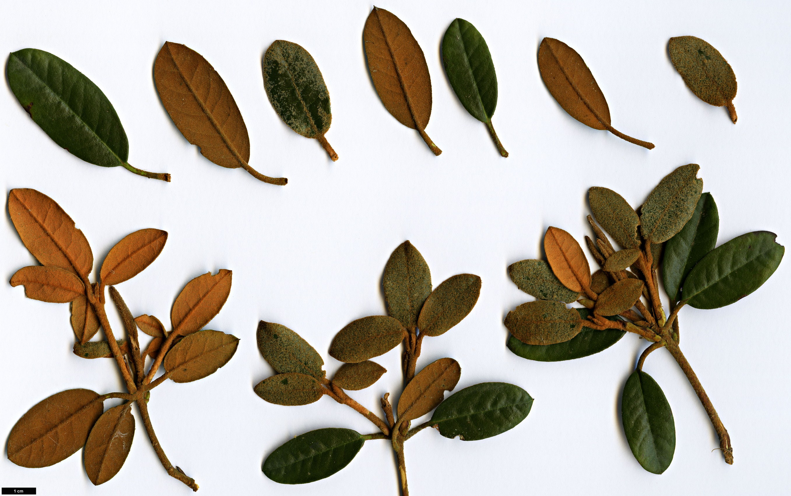 High resolution image: Family: Ericaceae - Genus: Rhododendron - Taxon: tsariense