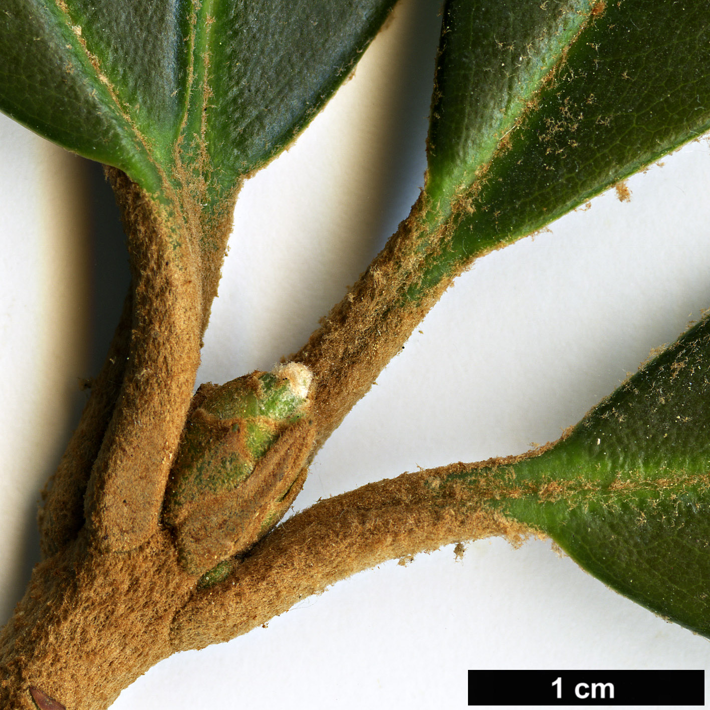 High resolution image: Family: Ericaceae - Genus: Rhododendron - Taxon: uvarifolium